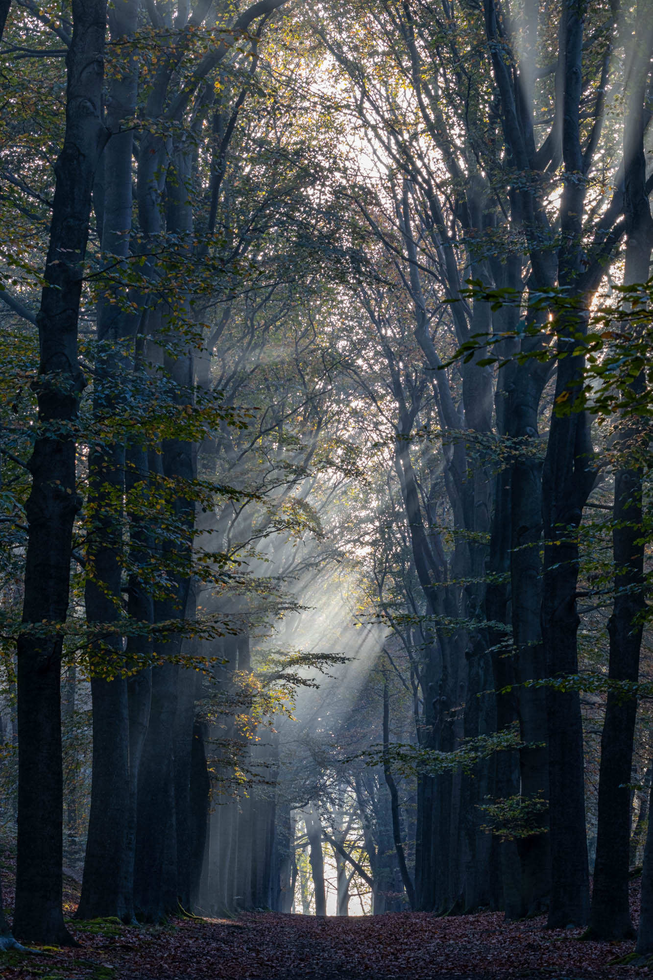 forest , Silvia Koopmans