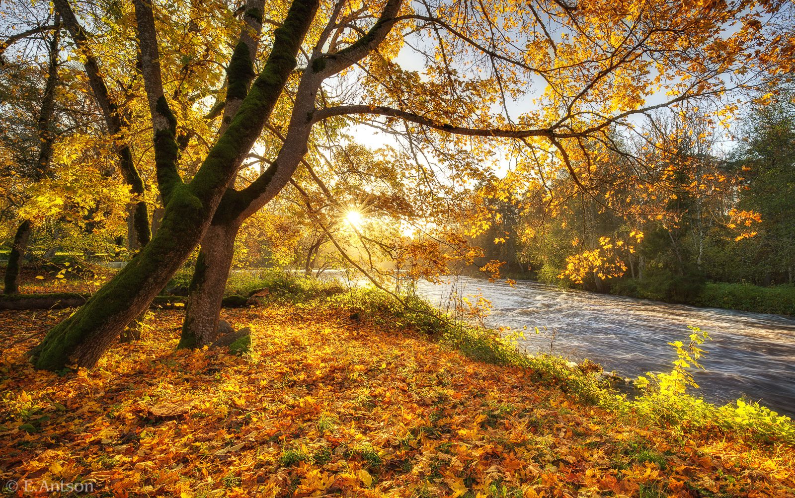 Эстония природа осень