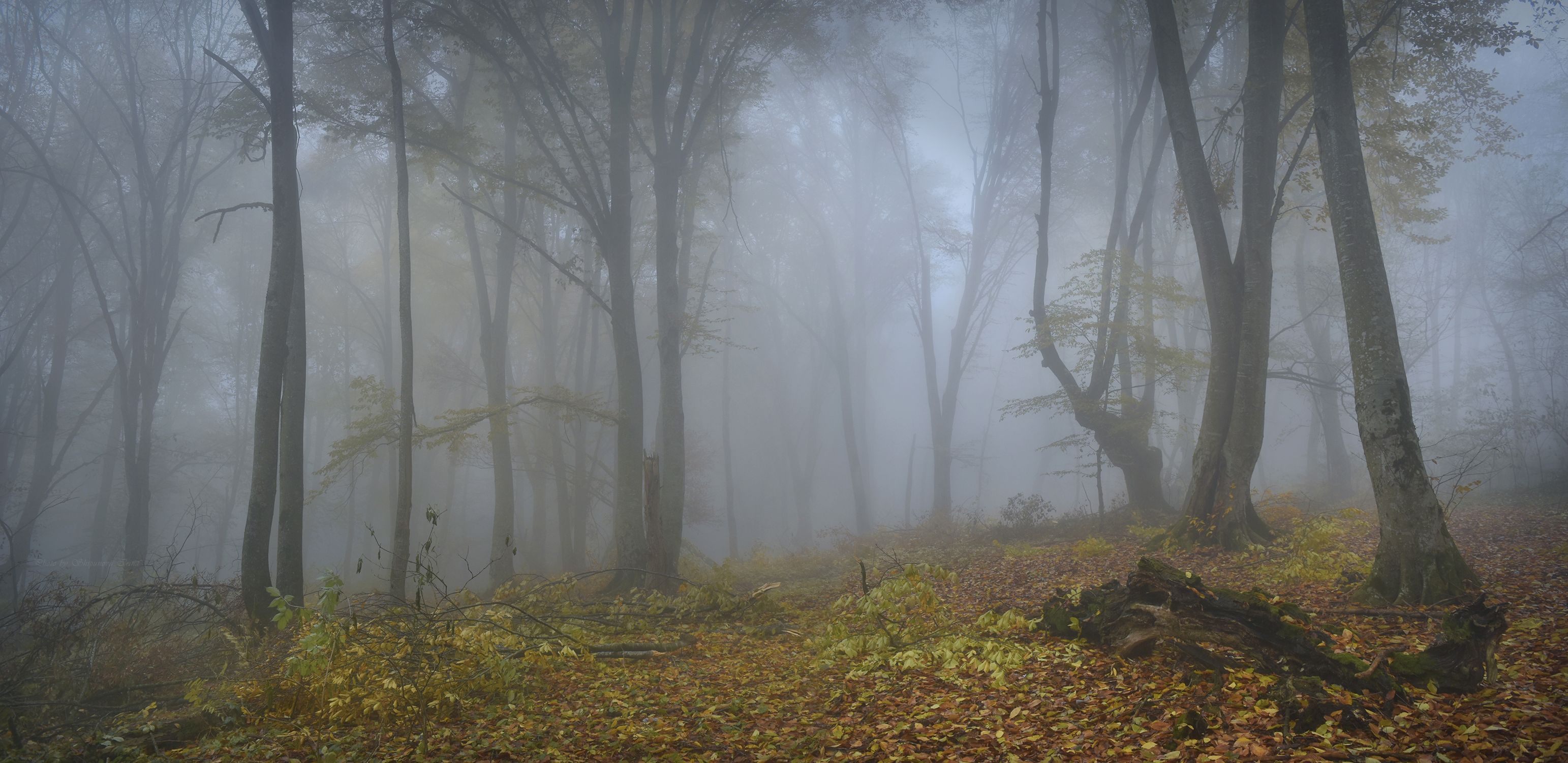 осенний лес, туман, панорама, Шипунова Ирина
