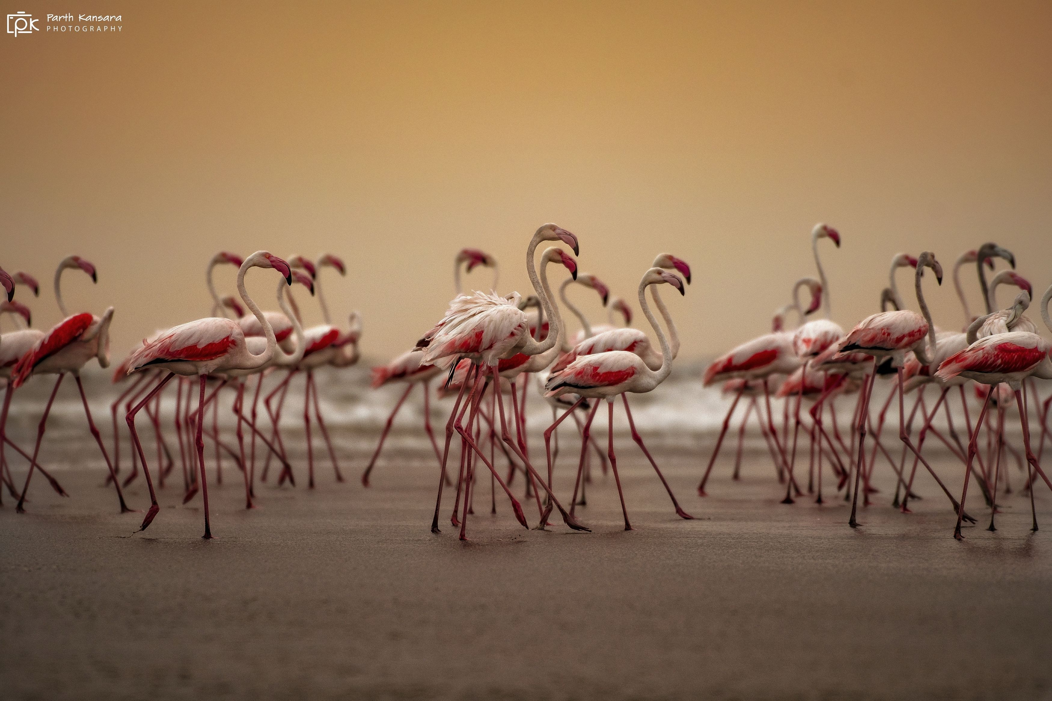 greater flamongo, grk, greater rann of kutch, nature, phoenicopteridae, 35awards, 35photo, wildlife, bird, birds, birds of india, parth, parth kansara, parth kansara wildlife, indian wildlife, photo, photography, kutch, natures, birds of kutch, nakhatrana, parth kansara