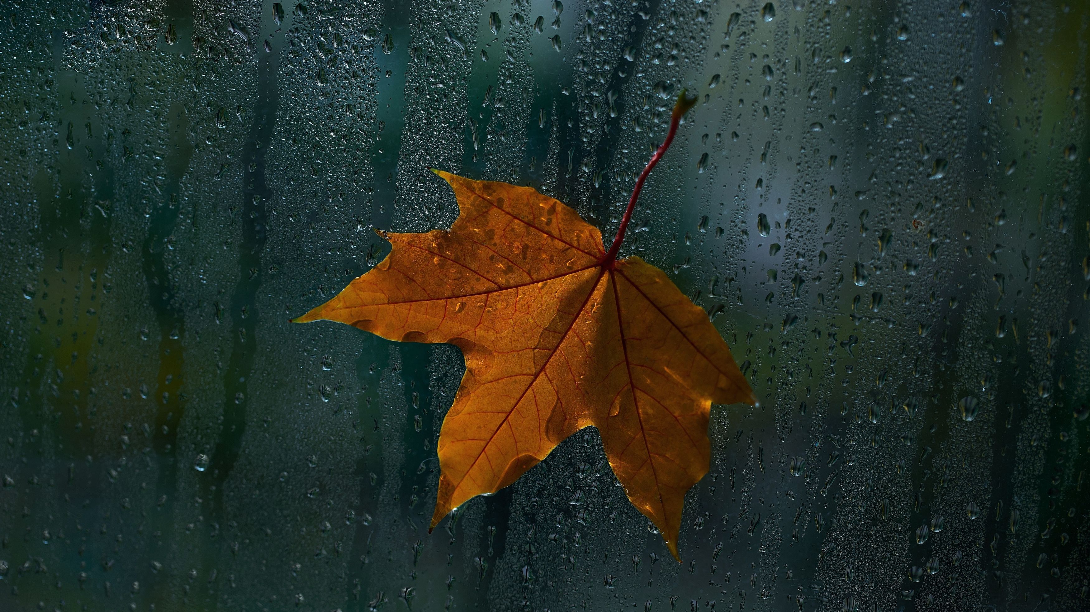 macro, autumn, leaves, drops, макро, осень, Мария Обидина