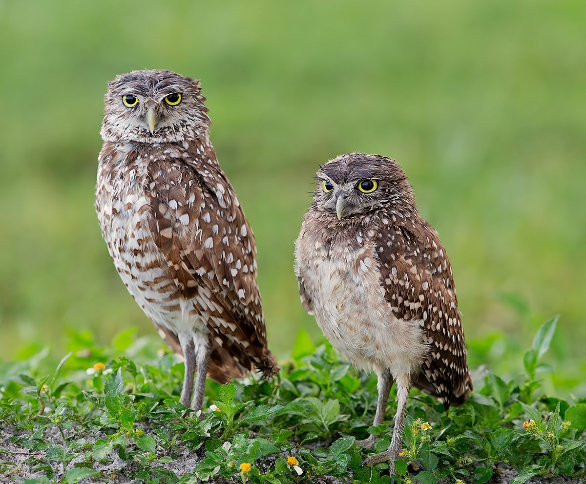 owl, burrowing owl,сыч, флорида,florida, хищные птицы, Etkind Elizabeth