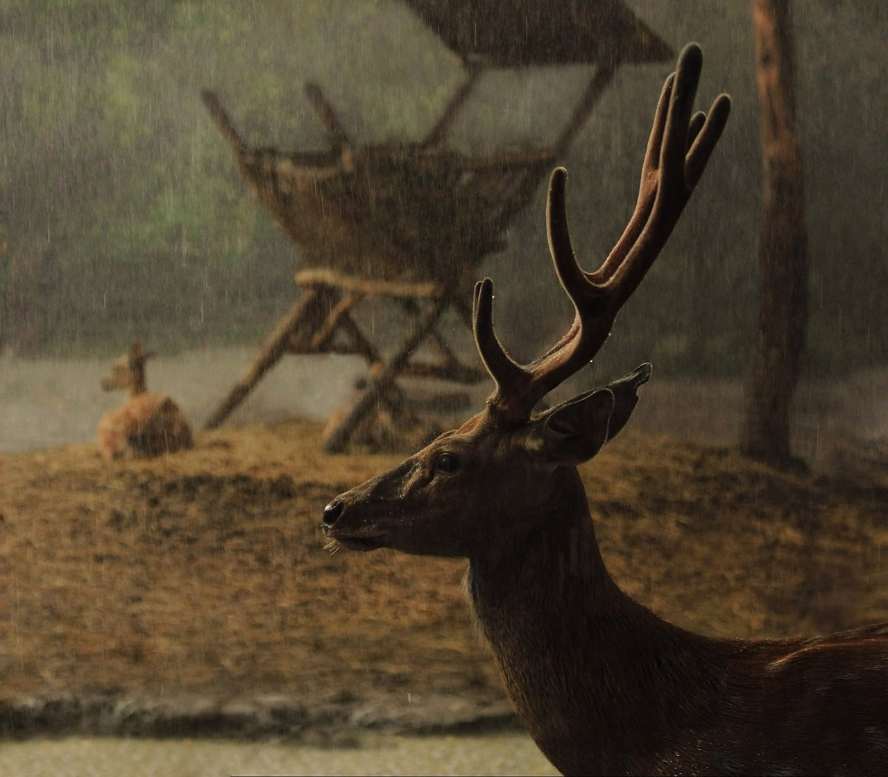 дождь, олени, животные, Рита Гадар