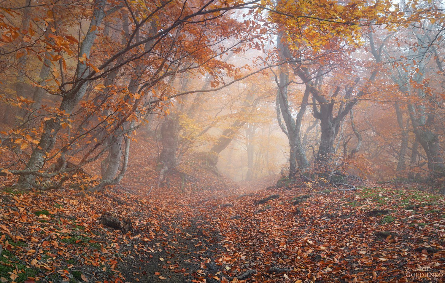 Осенние холодные туманы. Осень туман. Осенний туман. Туман осенью. Осенняя листва в тумане.