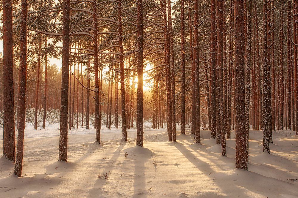 Estonia, Forest, Light, Pines, White, Winter, Зима, Лес, Kljuchenkow Aleksandr