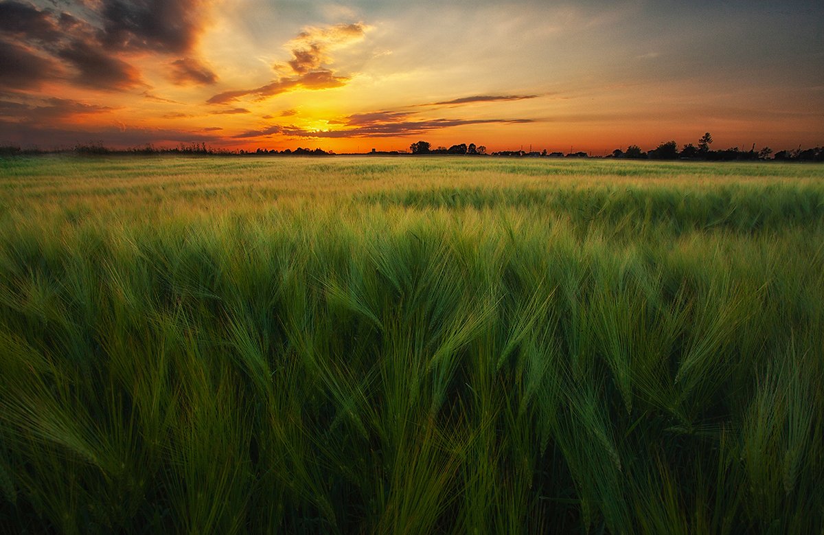 Estonia, Field, Green, Harmony, Sunset, Kljuchenkow Aleksandr