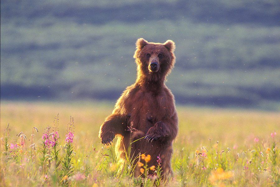 Bear, Бурый медведь, Камчатка, СергейИванов, Южно-камчатский заказник, Сергей Иванов