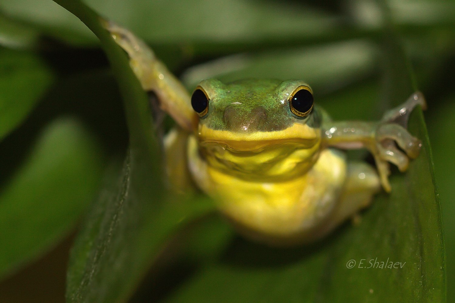 Chinese flying frog, Frog, Rhacophorus dennysi, Амфибии, Веслоног, Исполинский веслоног, Квакша, Лягушка, Евгений