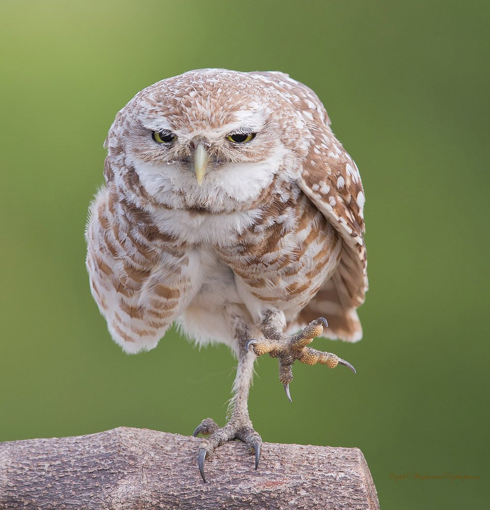 burrowing owl, florida, кроличий сыч, флорида, Elizabeth Etkind