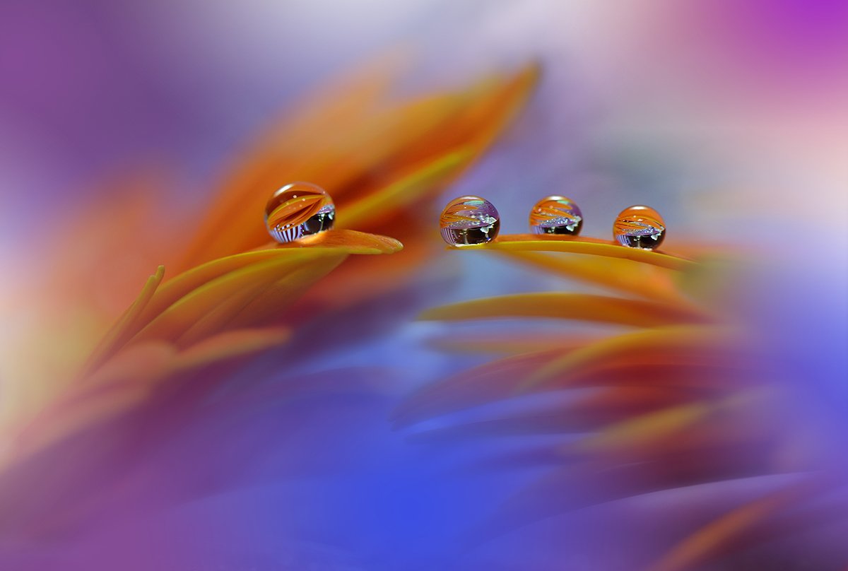 Close-up, Drop, Flower, Macro, Water, Juliana Nan