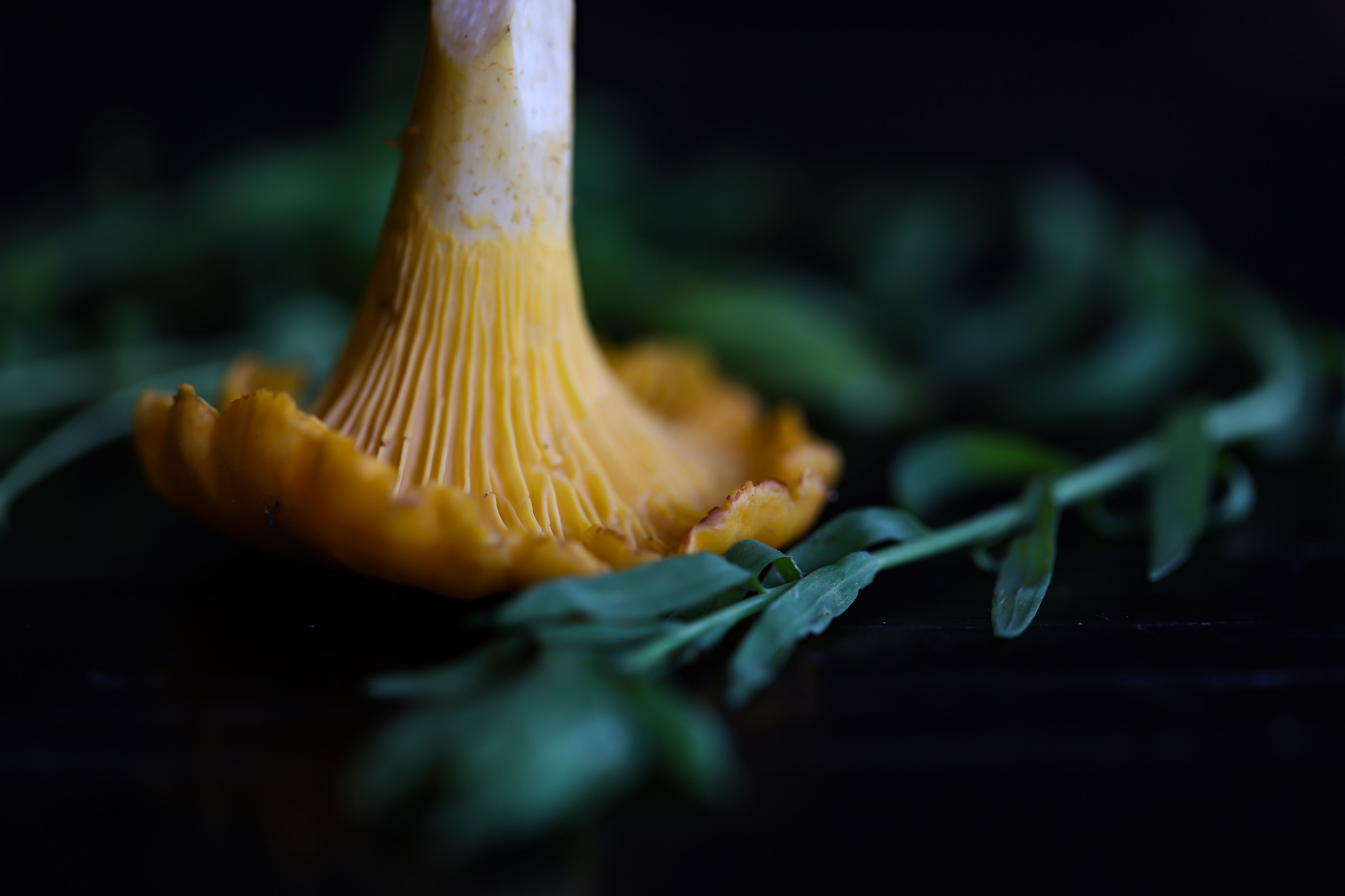 yellow mushrooms, forest, nature plants close-up, macro, DZINTRA REGINA JANSONE