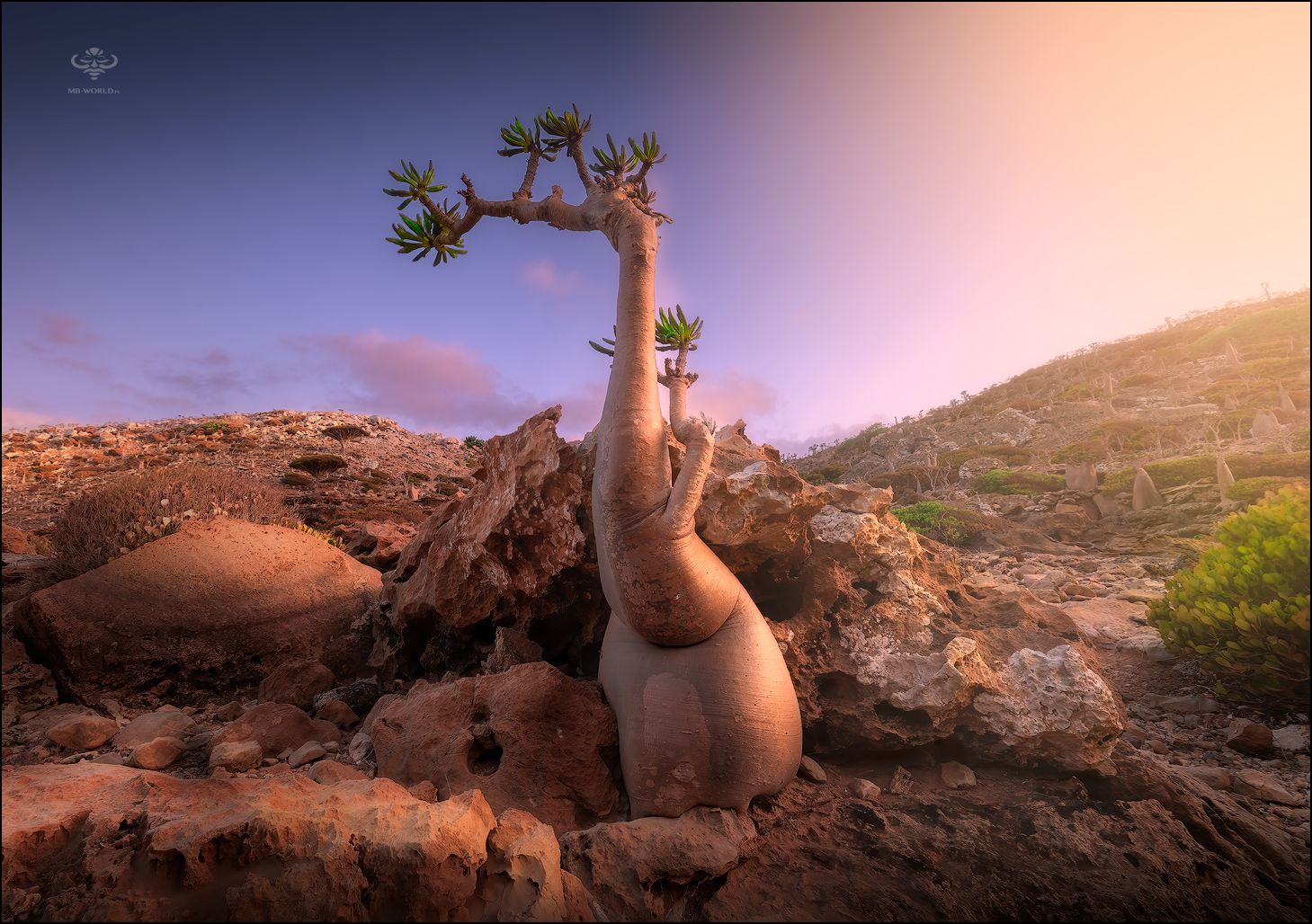 Йемен, сокотра, бутылочные деревья, Mikhail Vorobyev