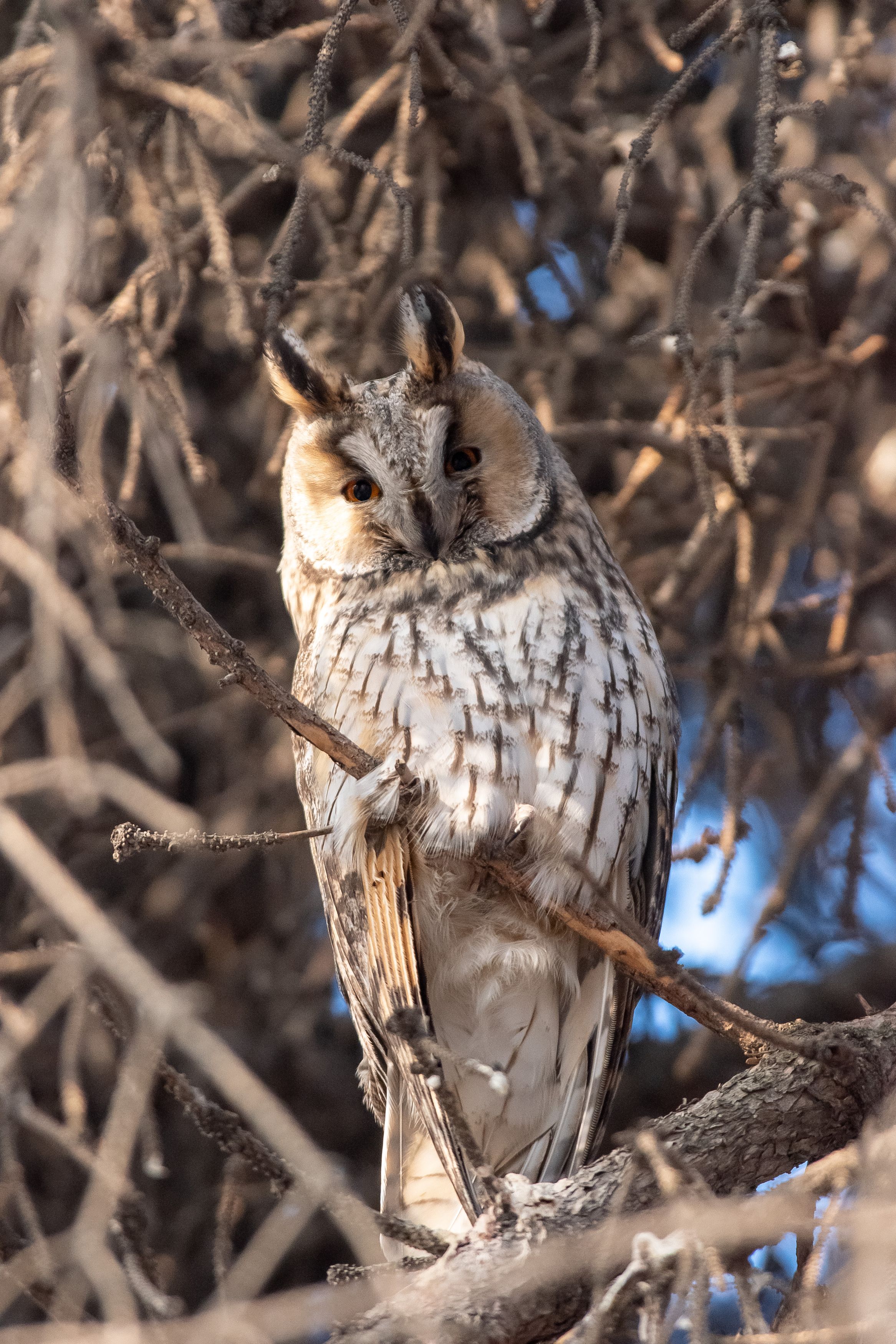 Asio otus, owl, volgograd, russia, wildlife, bird, , Сторчилов Павел