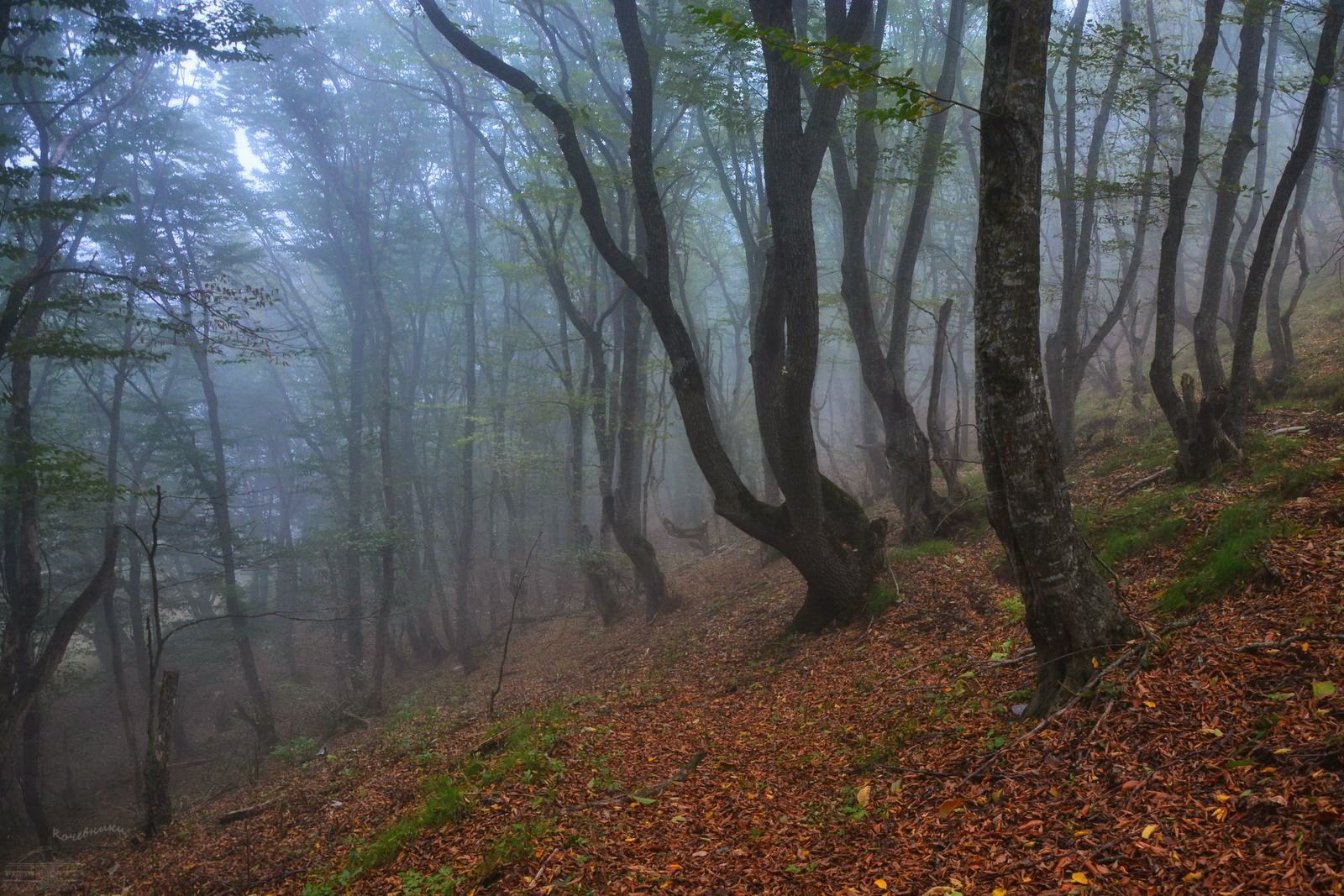 лес, туман, туманное утро, Юлия Абрамова