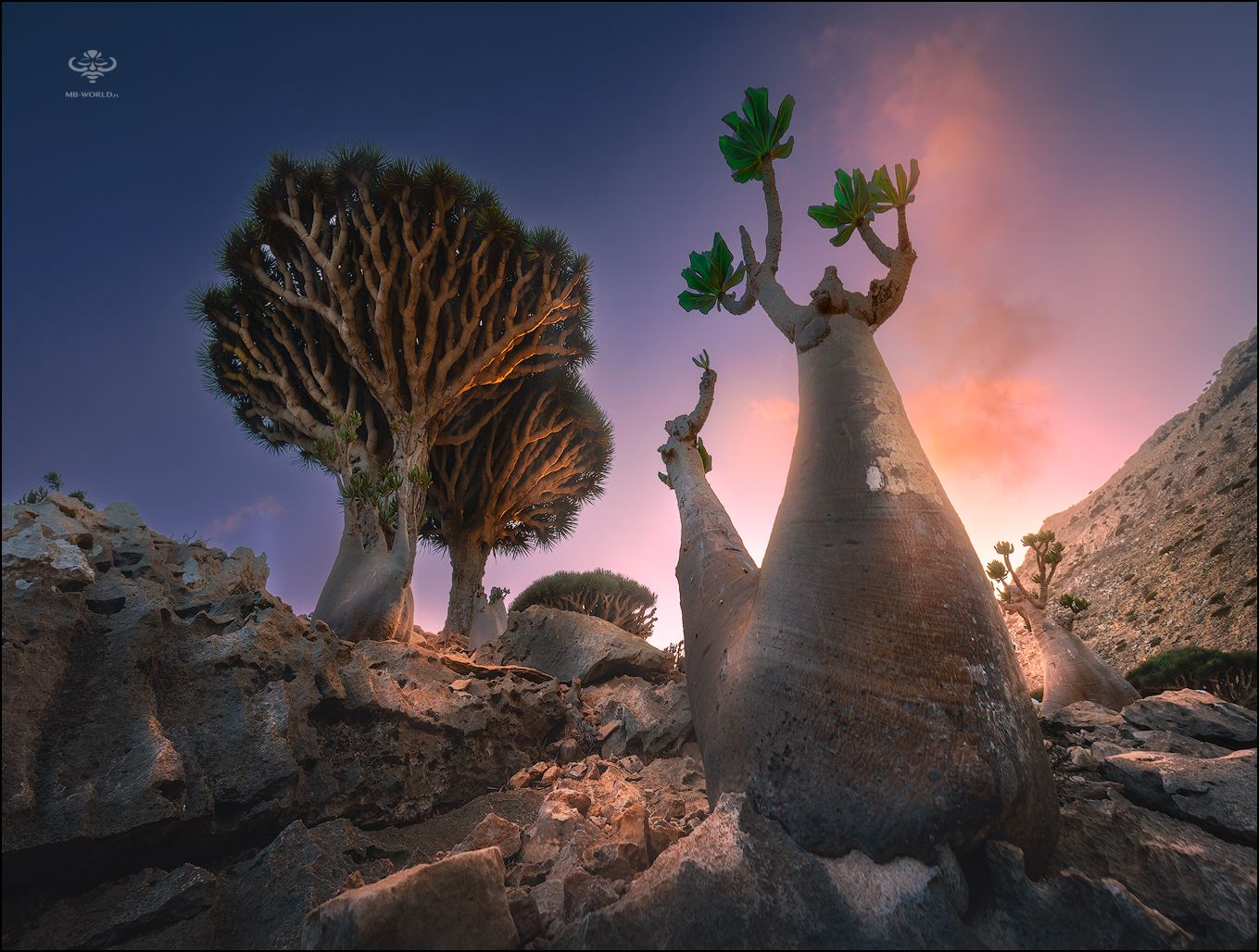 Йемен, сокотра, бутылочные деревья, Mikhail Vorobyev
