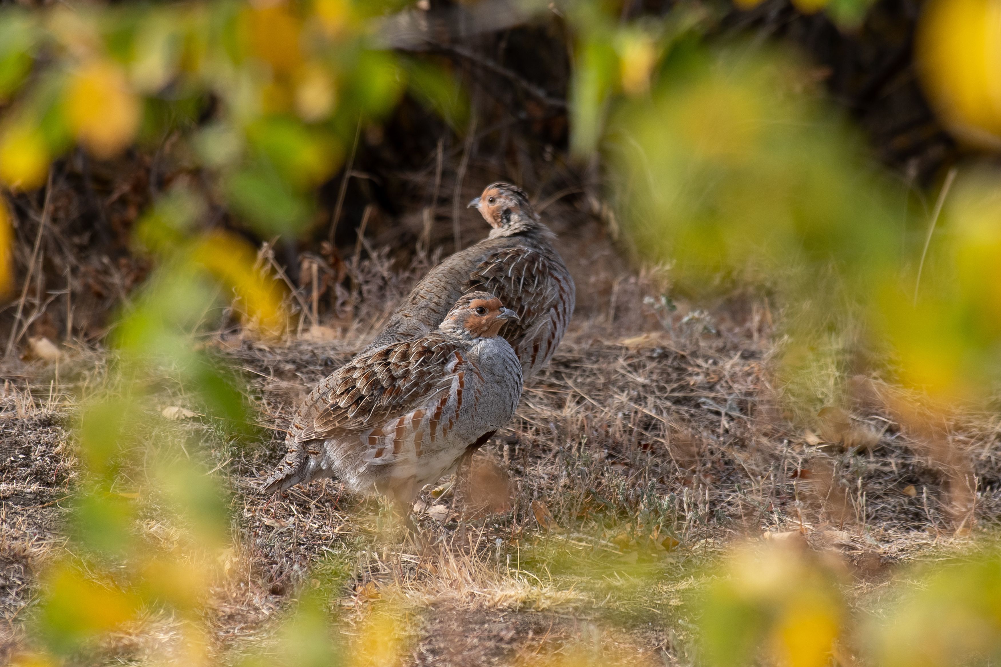 perdix perdix, volgorad, russia, wildlife, , Сторчилов Павел