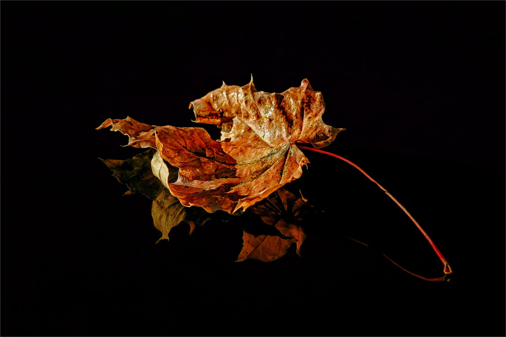 осень, лист, отражение, свет, цвет, александр никитинский., Никитинский Александр