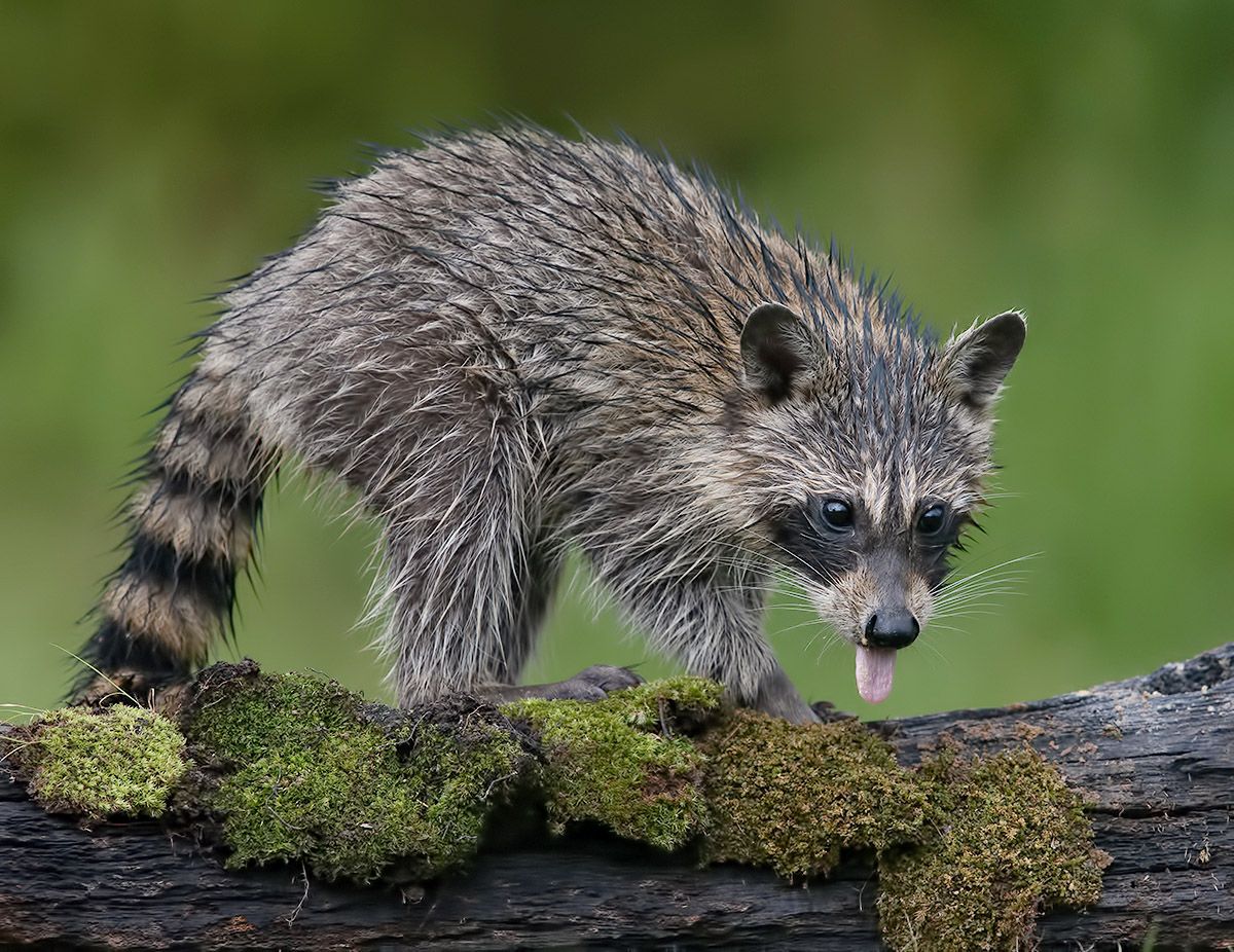 Young Wet Raccoon. Енот-полоскун. Фотограф Etkind Elizabeth