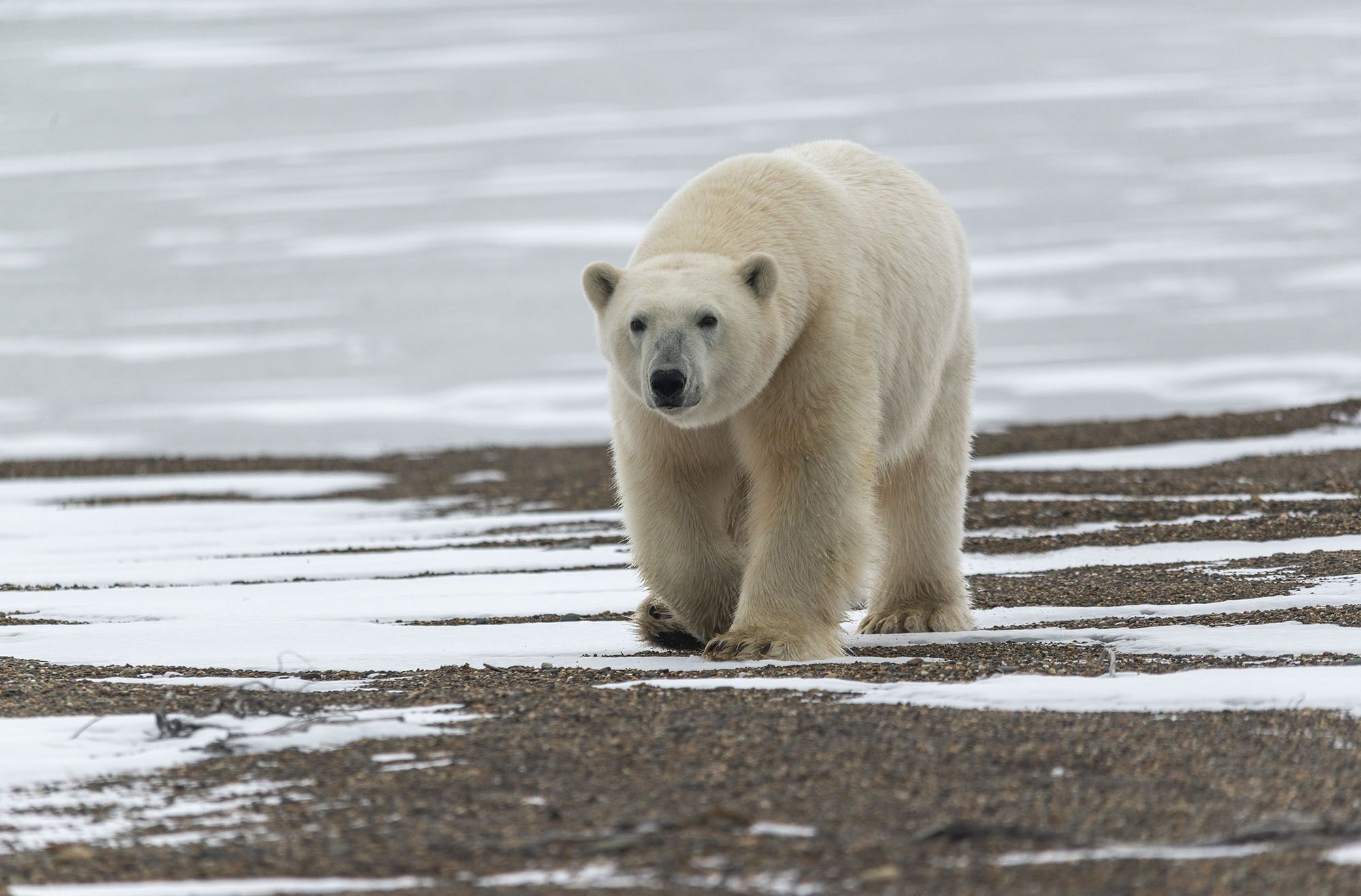 чукотка арктика зима медведь белый полярный морской, Максим Деминов