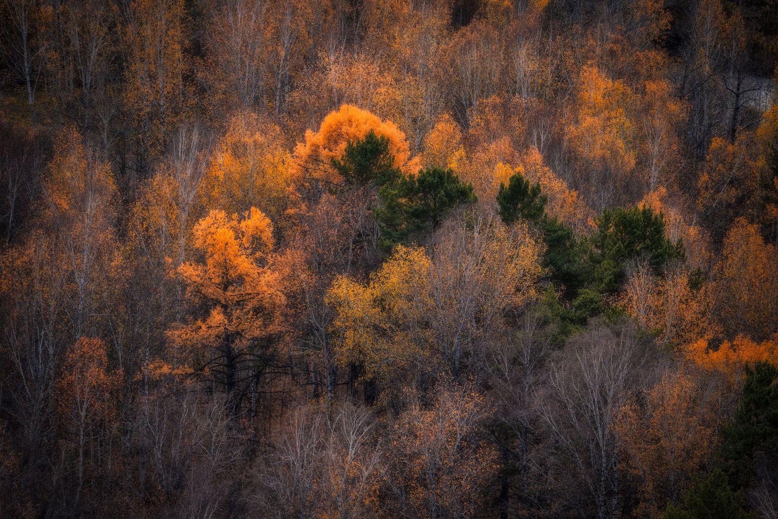 altay, autumn, october, cold, topview, aerial, landscape, Алексей Вымятнин