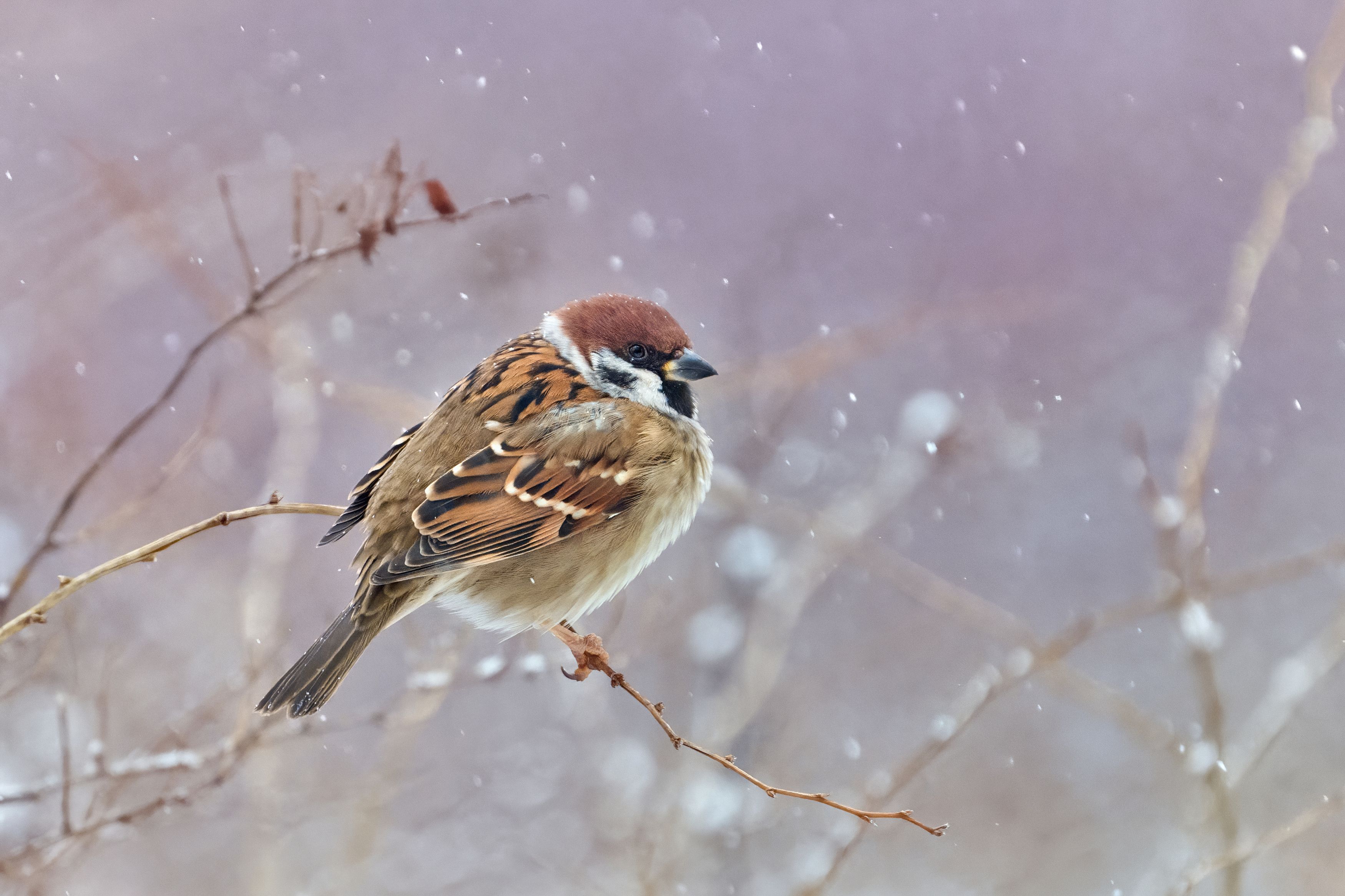 полевой воробей,воробей,Eurasian tree sparrow,tree sparrow,sparrow,Passer montanus,, Андрей Гуливанов