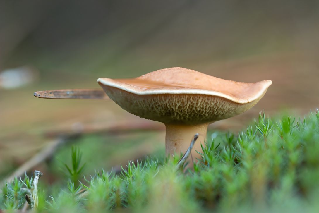 mushroom macro, forest, Silvia Koopmans