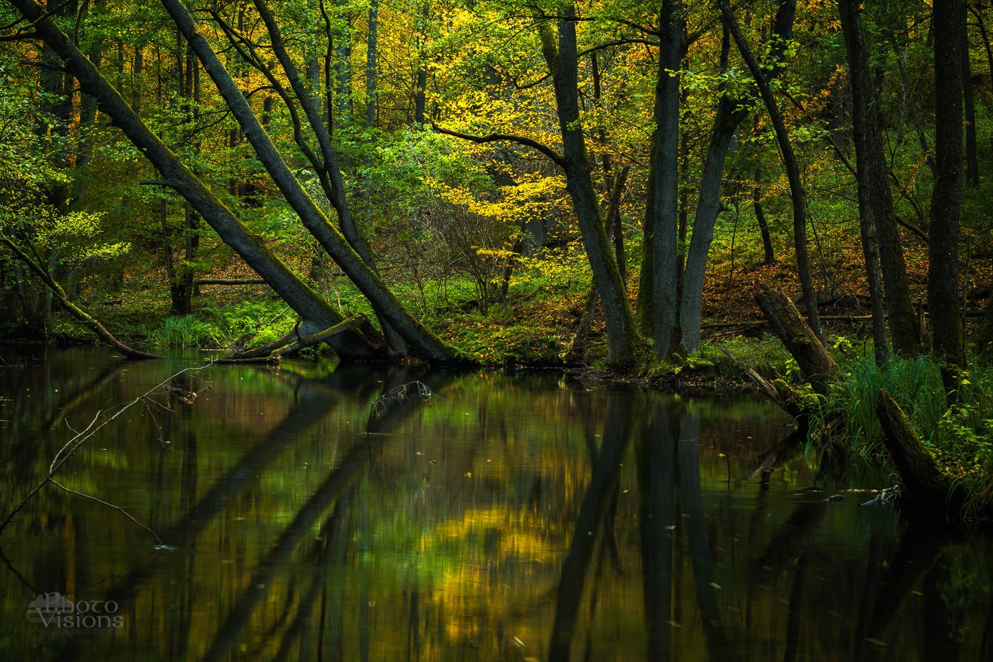 autumn, woods, forest, woodland, autumnal, poland, polish, reflections,, Photo Visions