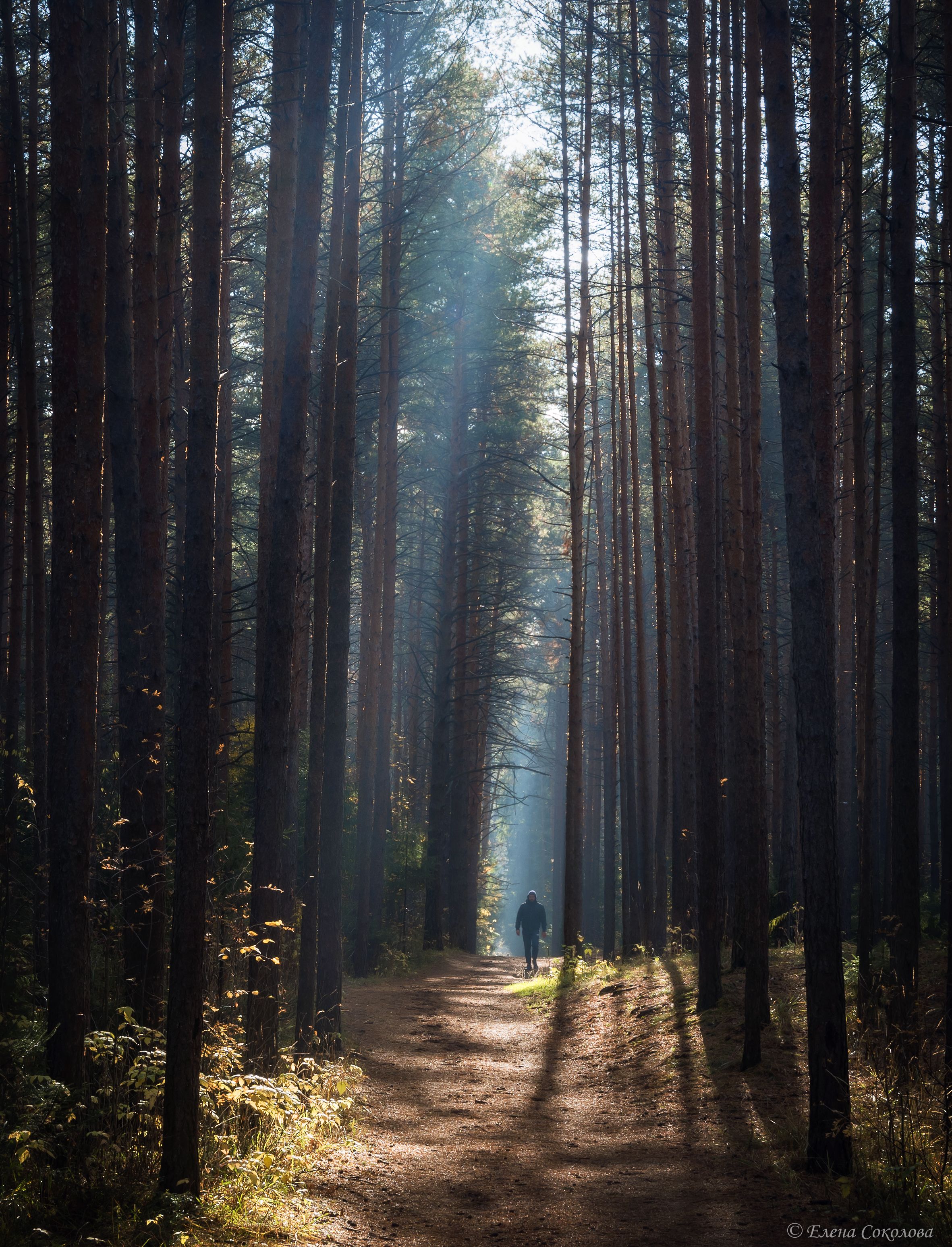 лес, осенний пейзаж. мистический лес, утро, луч, туман, Соколова Елена