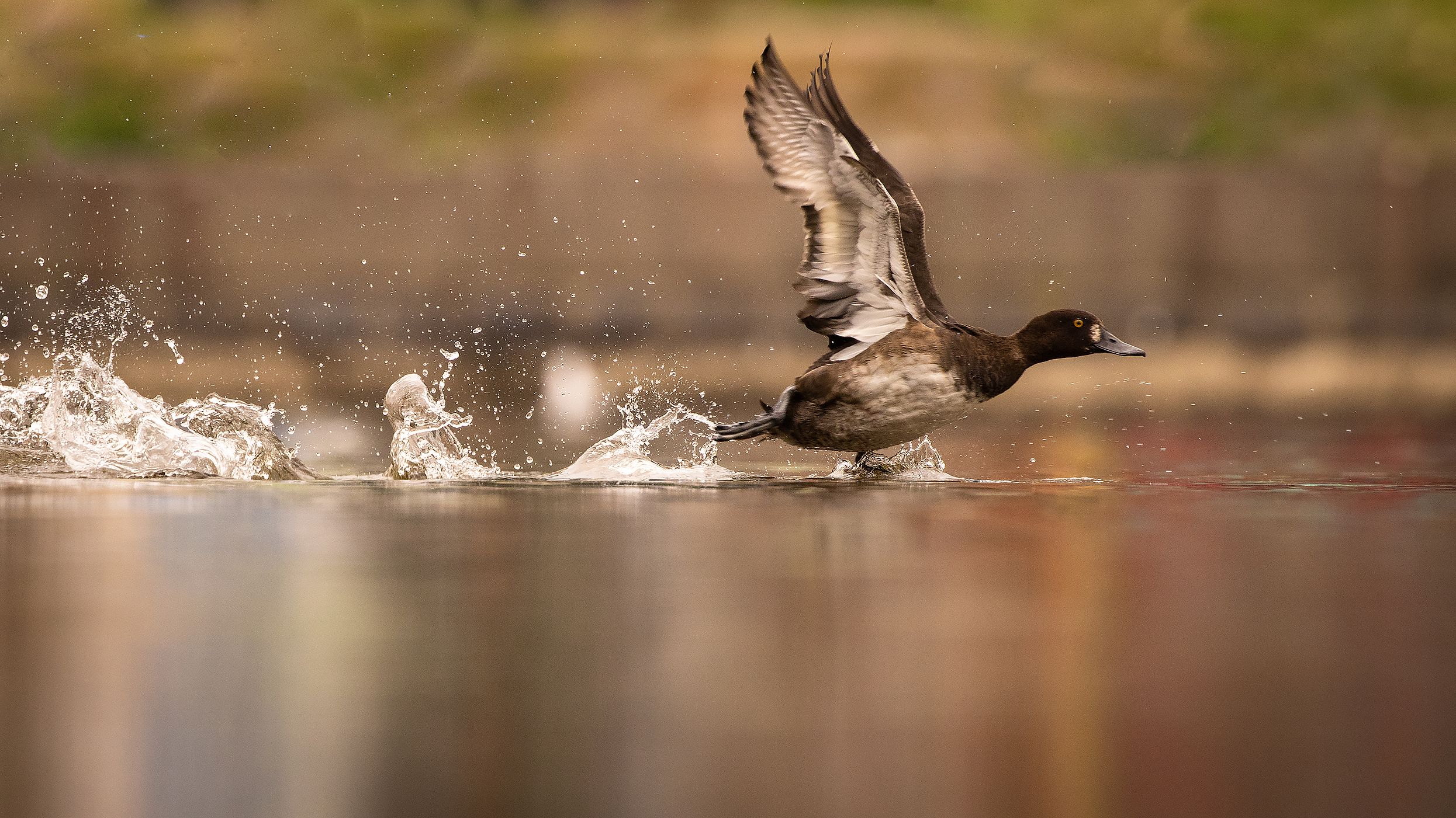 , Robert Adamec