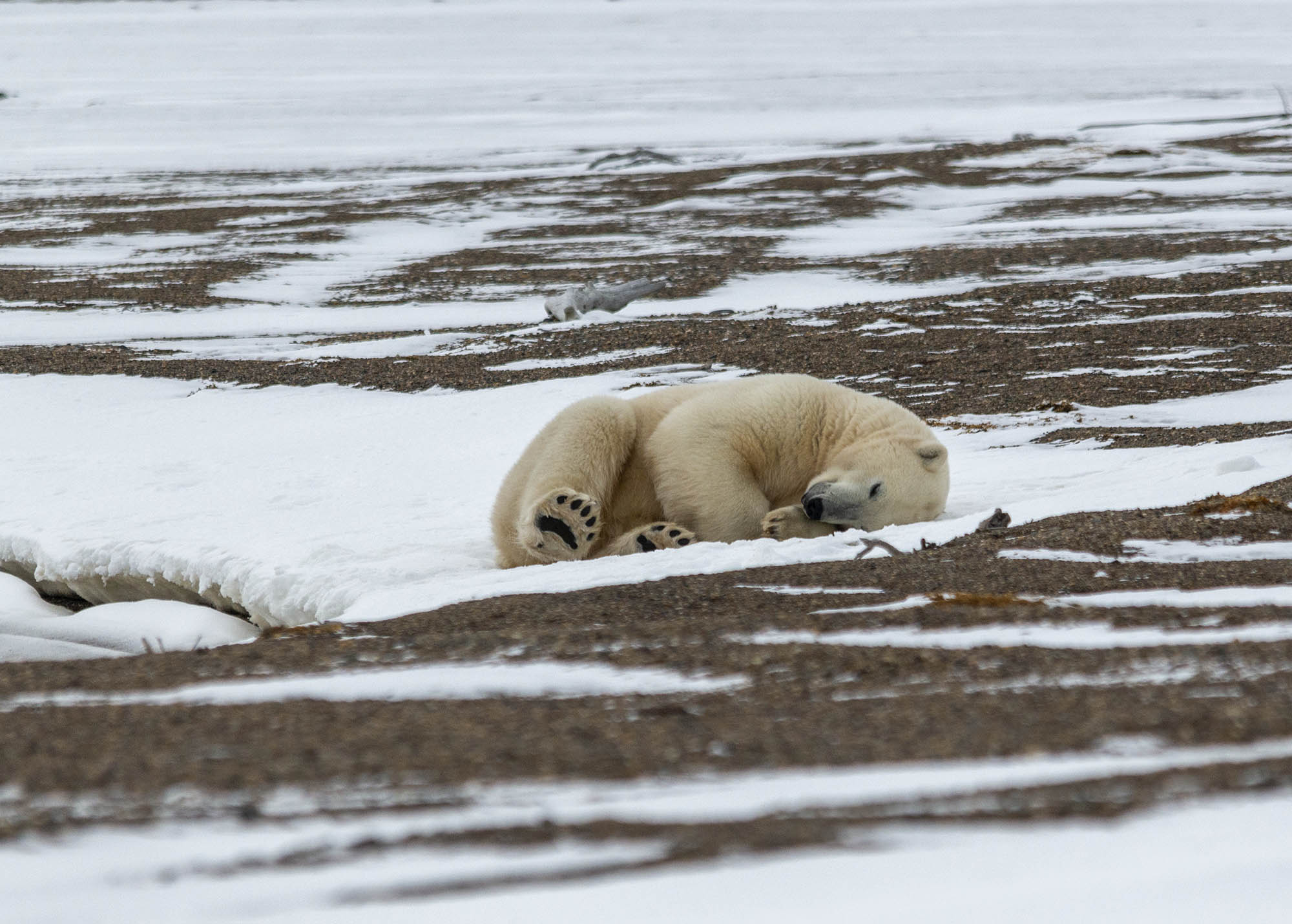чукотка арктика север медведь белый полярный морской отдых, Максим Деминов