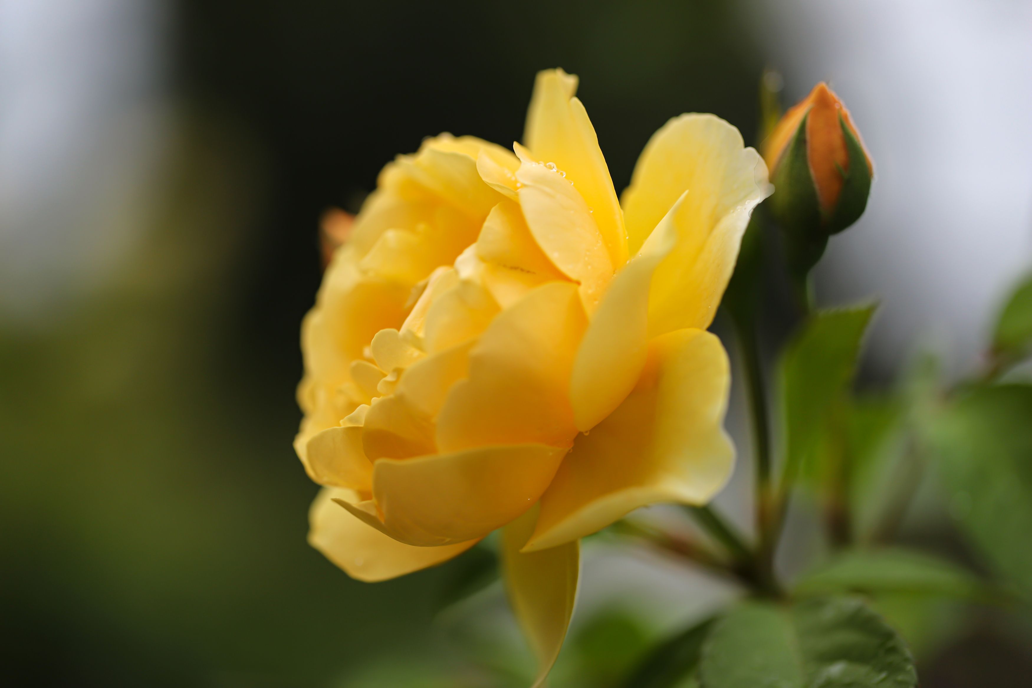 yellow rose, flowers, garden, macro, close-up, nature, blur background, DZINTRA REGINA JANSONE