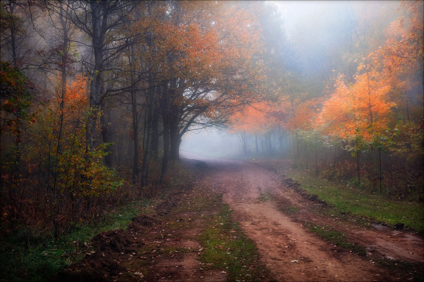 утро, осень, туман, дорога, деревья,, Сергей Шабуневич