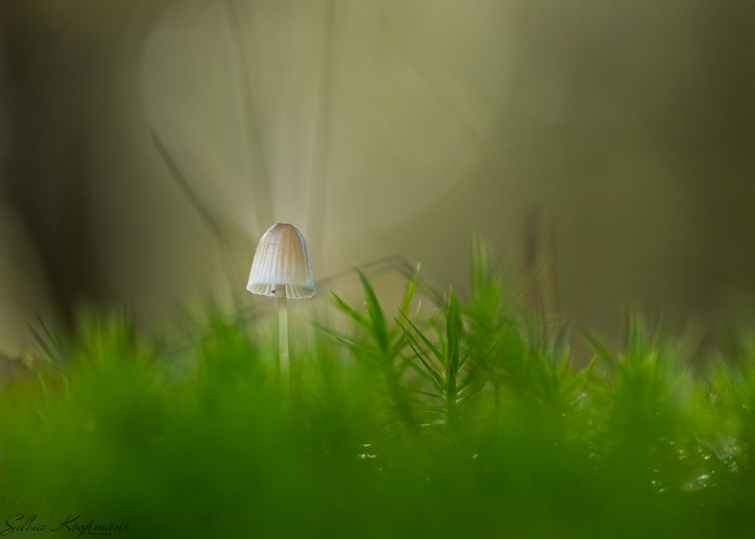 mushroom forest fall macro, mood, Silvia Koopmans