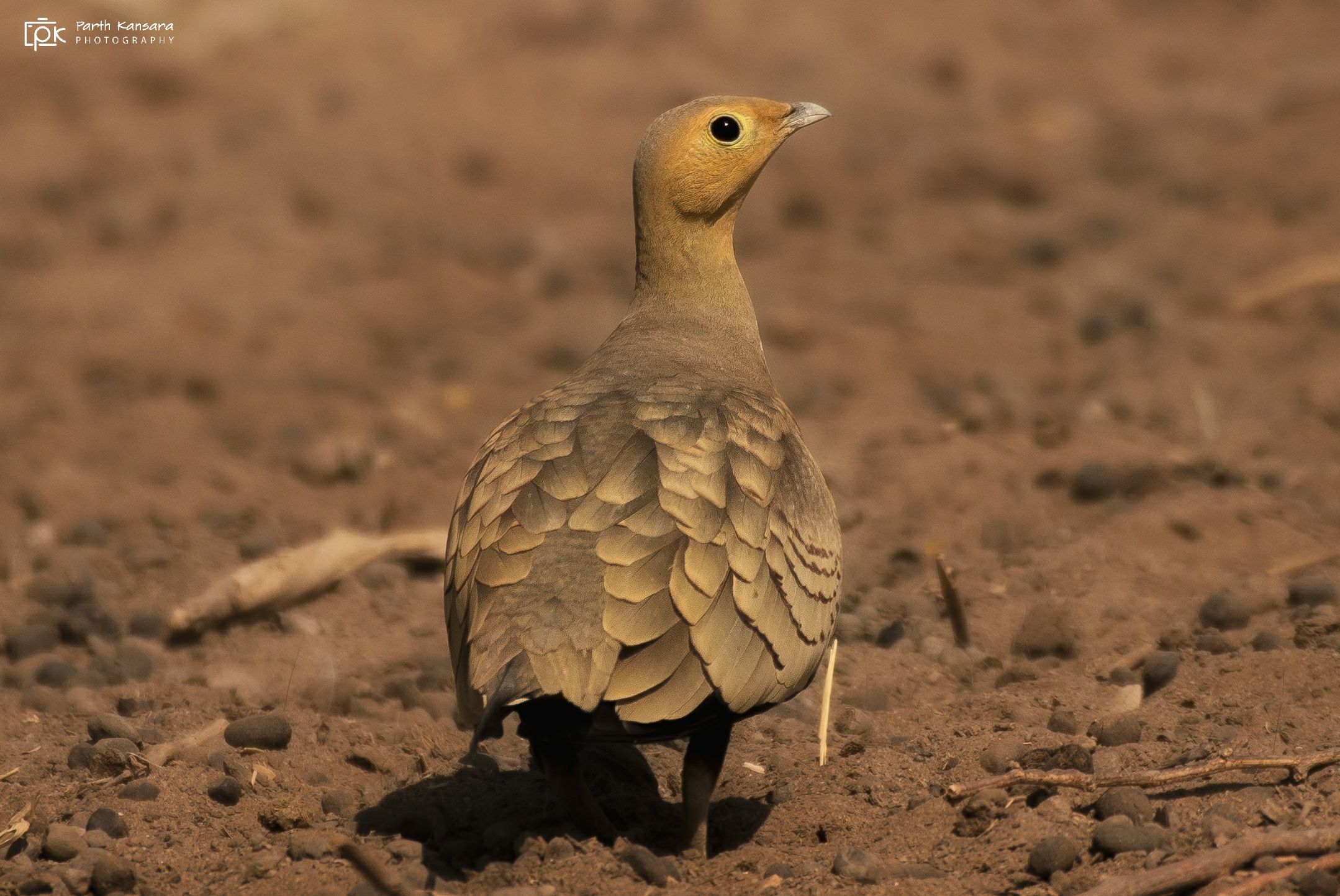 chestnut bellied sandgrouse, pterocles exustus, grk, greater rann of kutch, nature, 35awards, 35photo, wildlife, birds, birds of india, parth kansara, parth kansara wildlife, indian wildlife, photo, photography, kutch, birds of kutch, nakhatrana, kutch wi, parth kansara