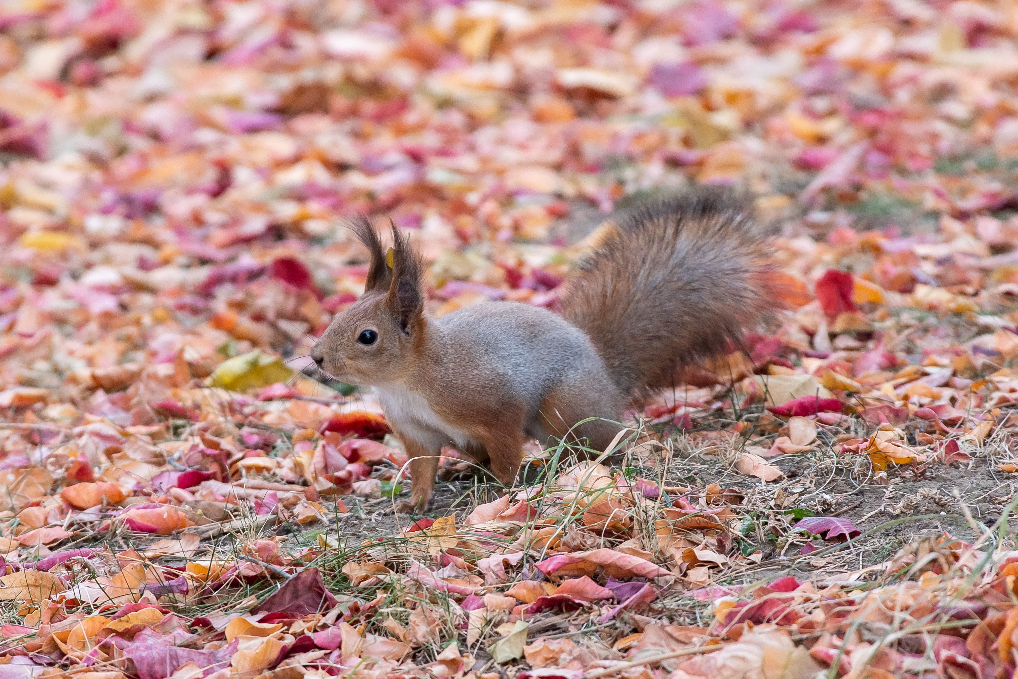 Squirrel, volgograd, russia, wildlife, autumn, , Сторчилов Павел