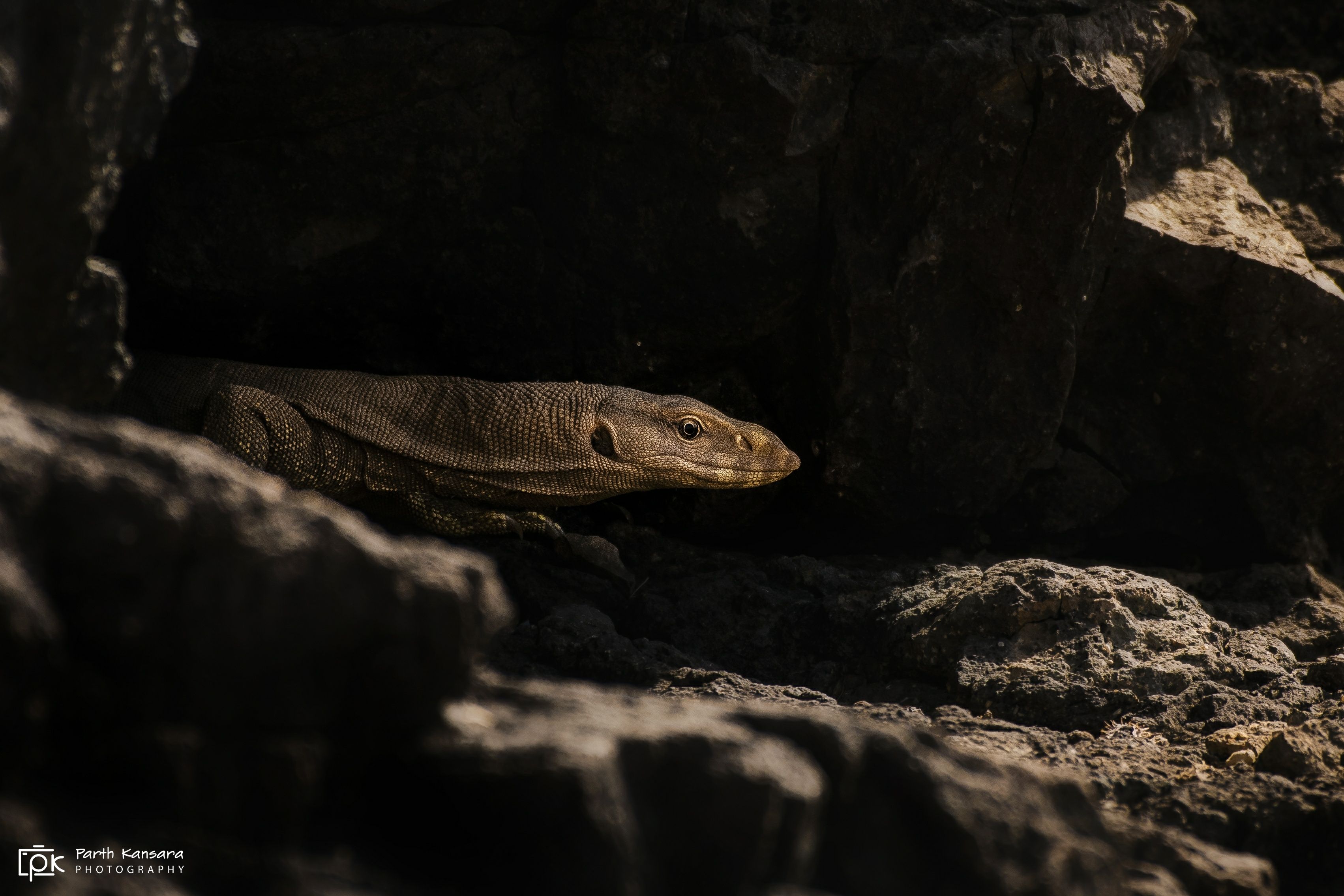 monitor lizards, grk, greater rann of kutch, nature, 35awards, 35photo, wildlife, birds, birds of india, parth kansara, parth kansara wildlife, indian wildlife, photo, photography, kutch, birds of kutch, nakhatrana, kutch wildlife,, parth kansara