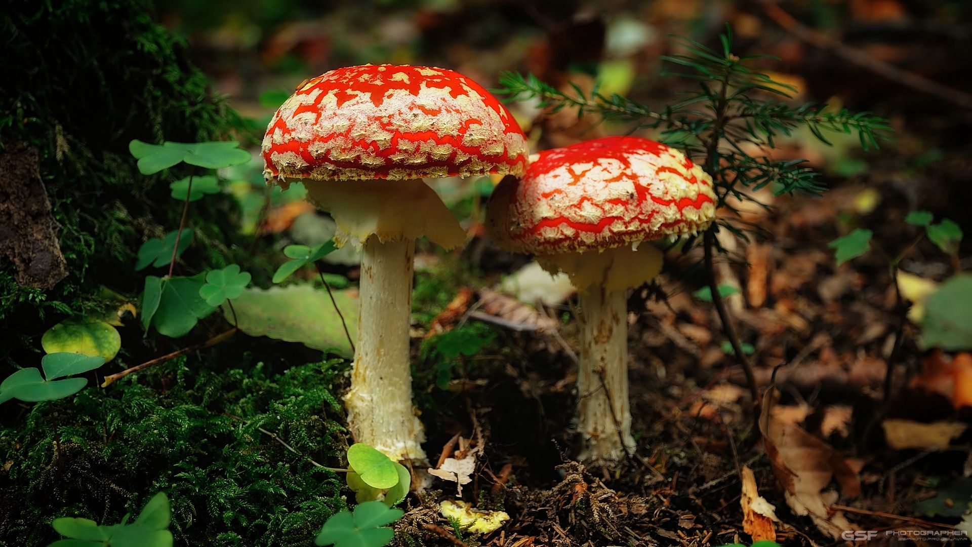 природа лес грибы мухоморы макро, Serj Master