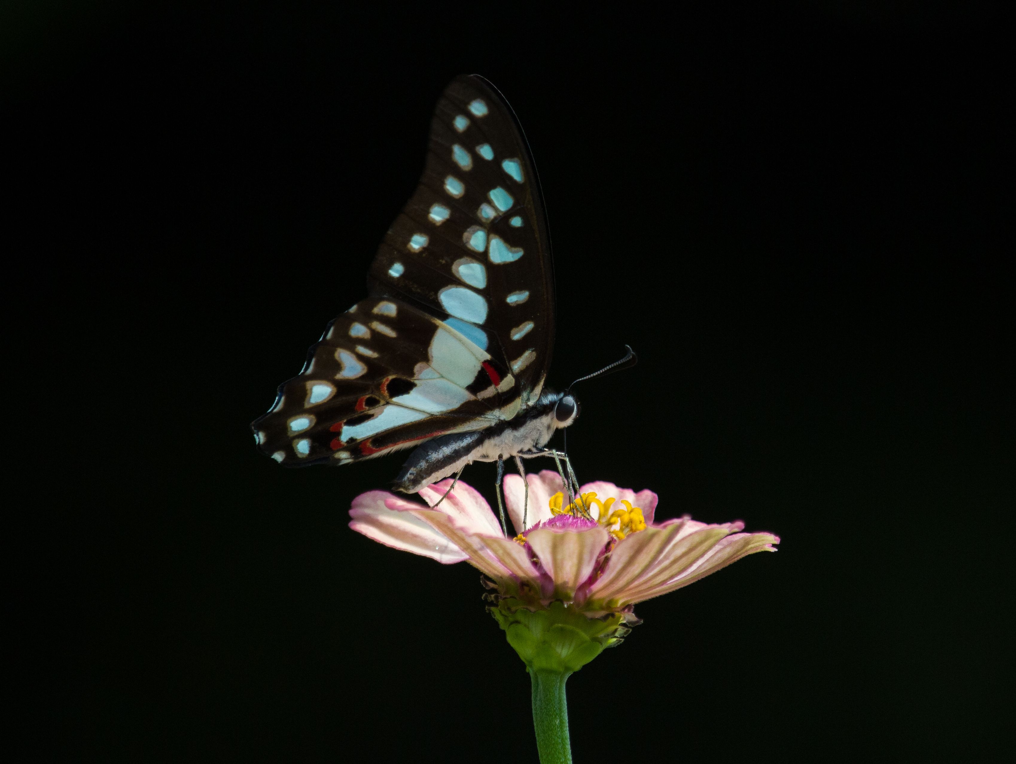 #butterfly #insect #nature #hunting #moths #photography, Shadab Ishtiyak