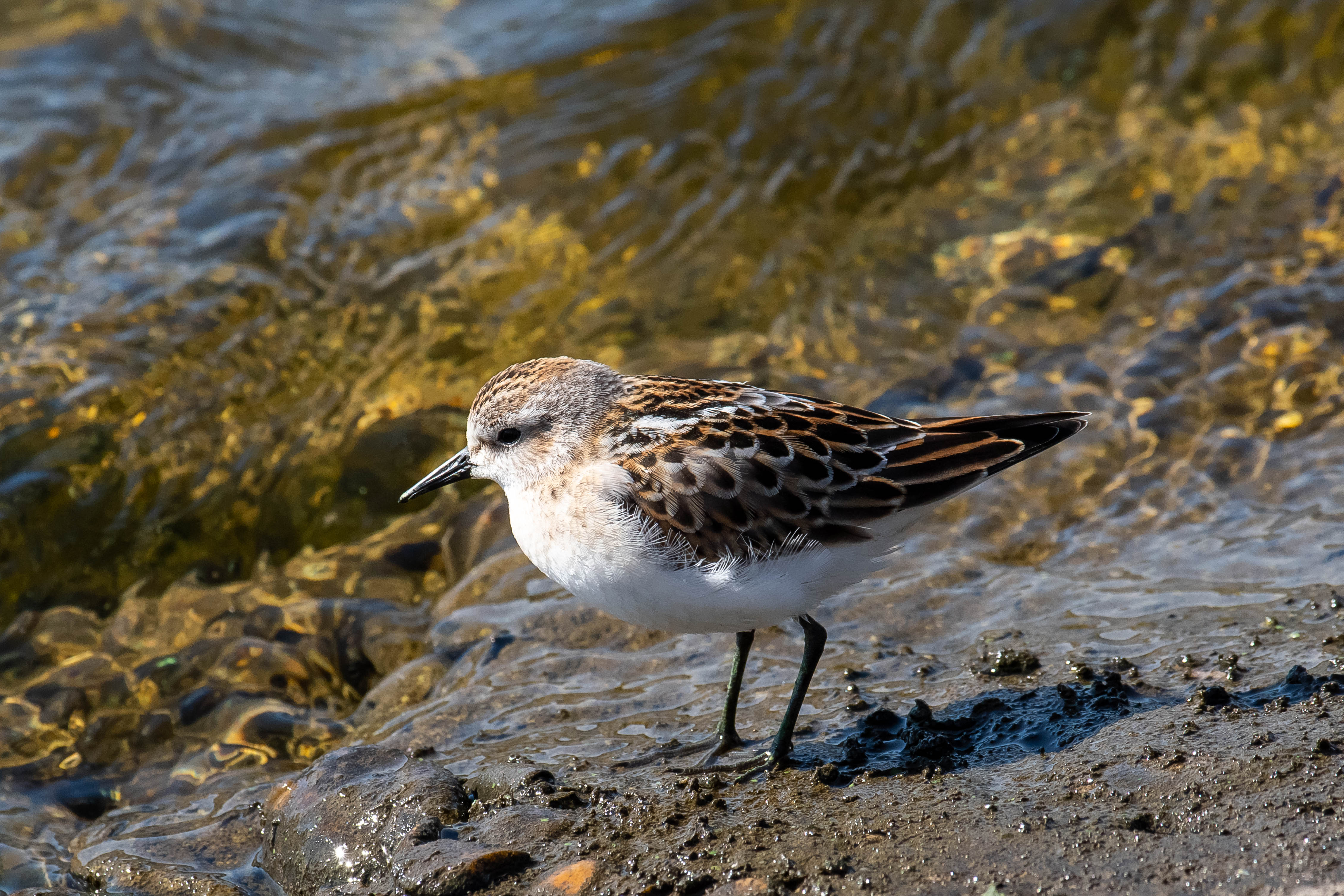 Calidris minuta, bird, birds, birdswatching, voglograd, russia, wildlife, , Сторчилов Павел