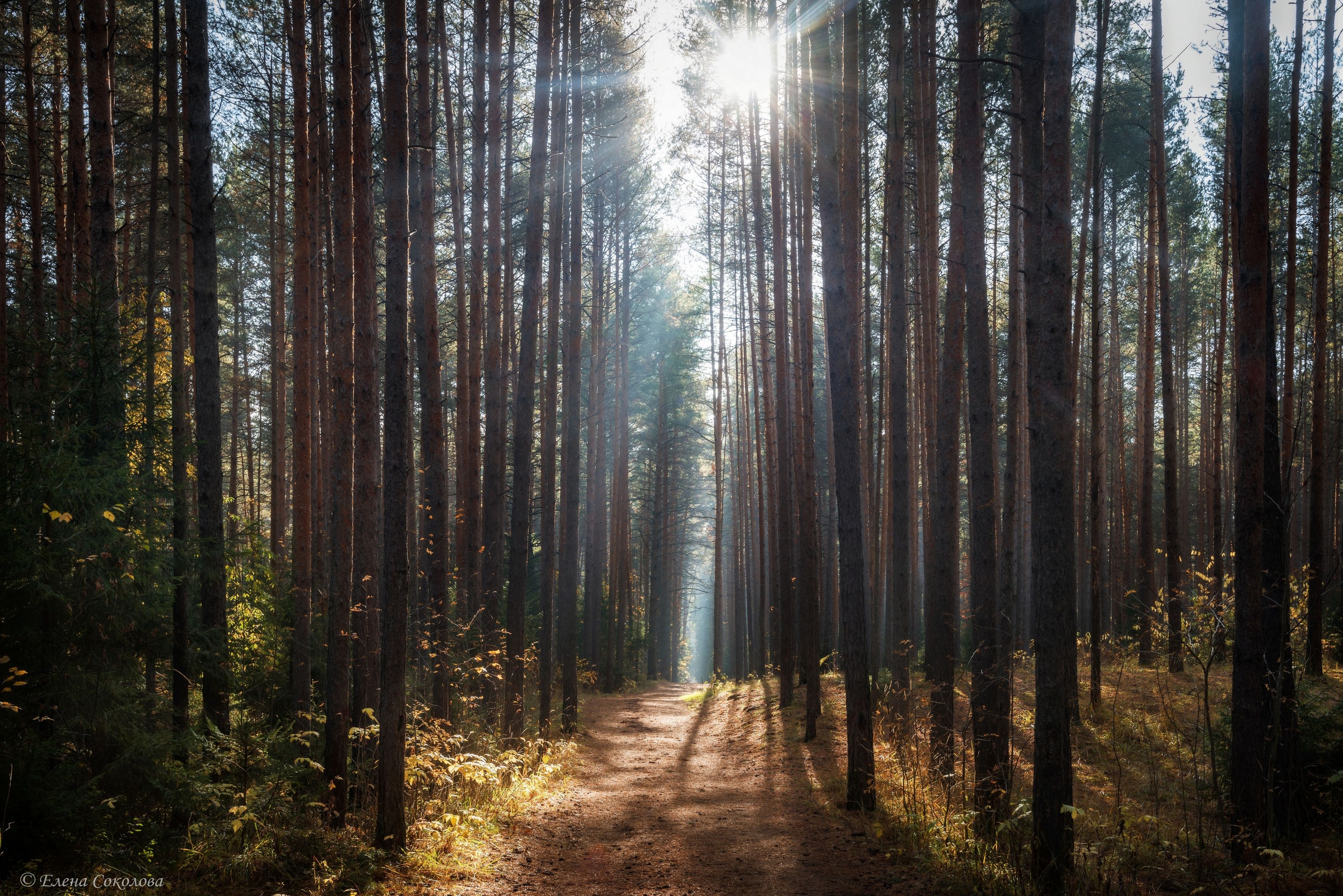 сосновый лес, утренний пейзаж, осень, Соколова Елена