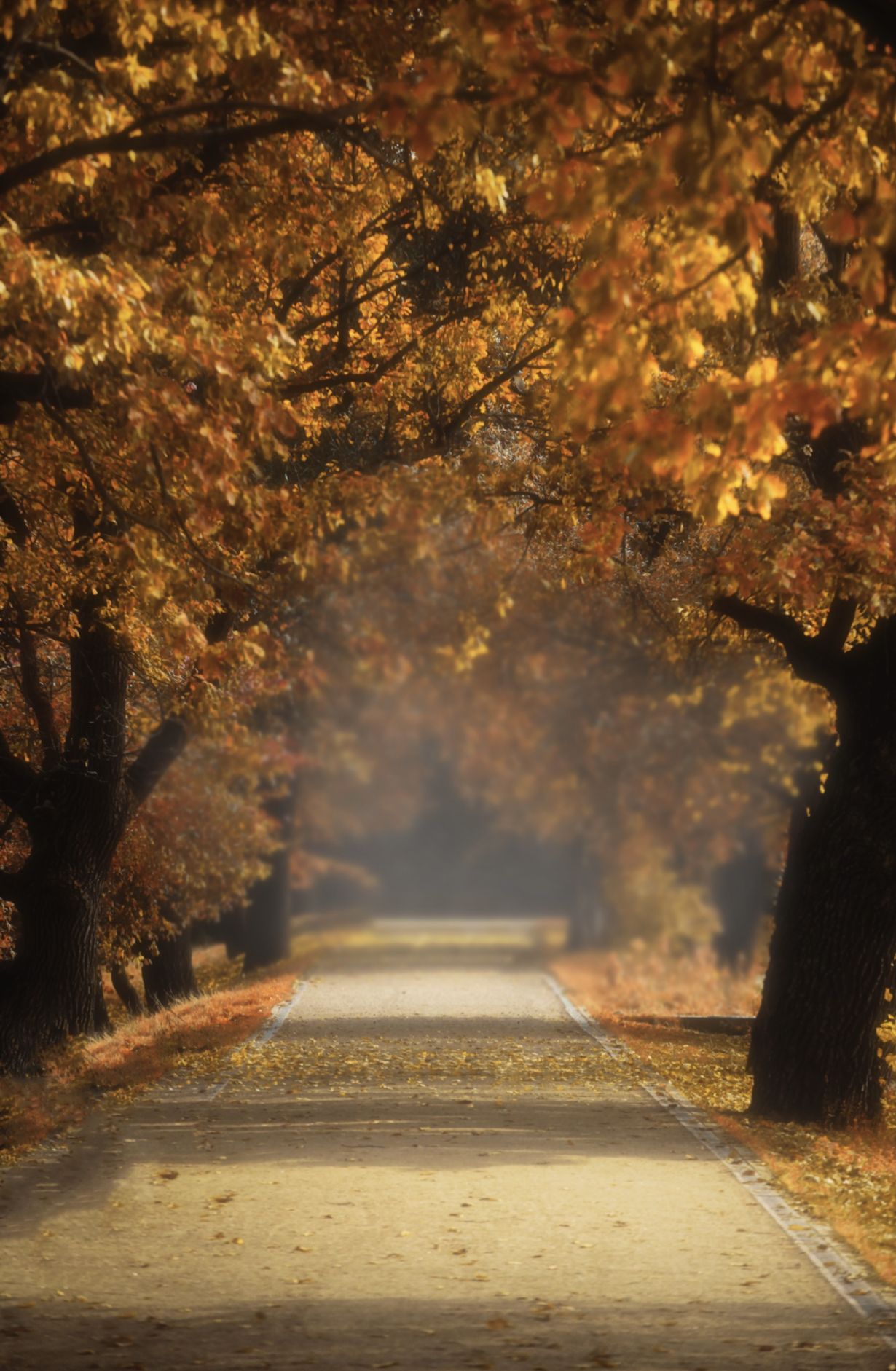 осень, природа, пейзаж, autumn, goldautumn, nature, landscape, золотаяосень, лес, forest, аллея, Julia Kaissa