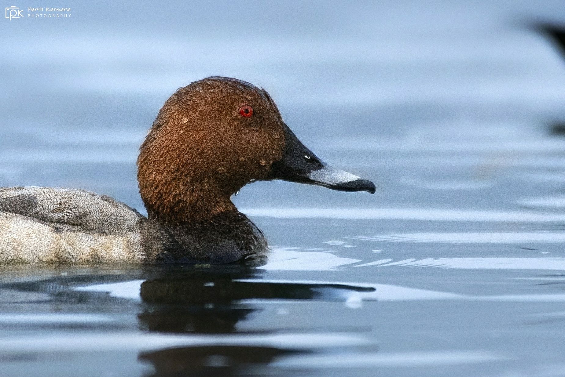 common pochard, aythya ferin, grk, greater rann of kutch, nature, 35awards, 35photo, wildlife, birds, birds of india, parth kansara, parth kansara wildlife, indian wildlife, photo, photography, kutch, birds of kutch, nakhatrana, kutch wildlife,, parth kansara