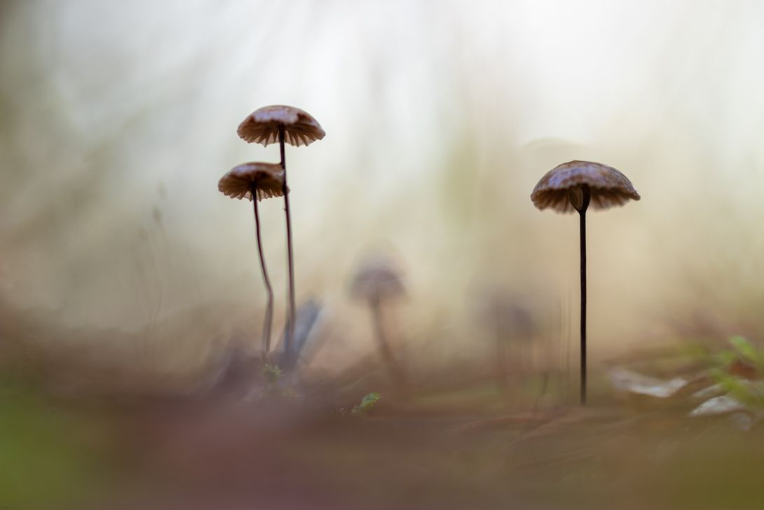 mushroom forest macro small , Silvia Koopmans