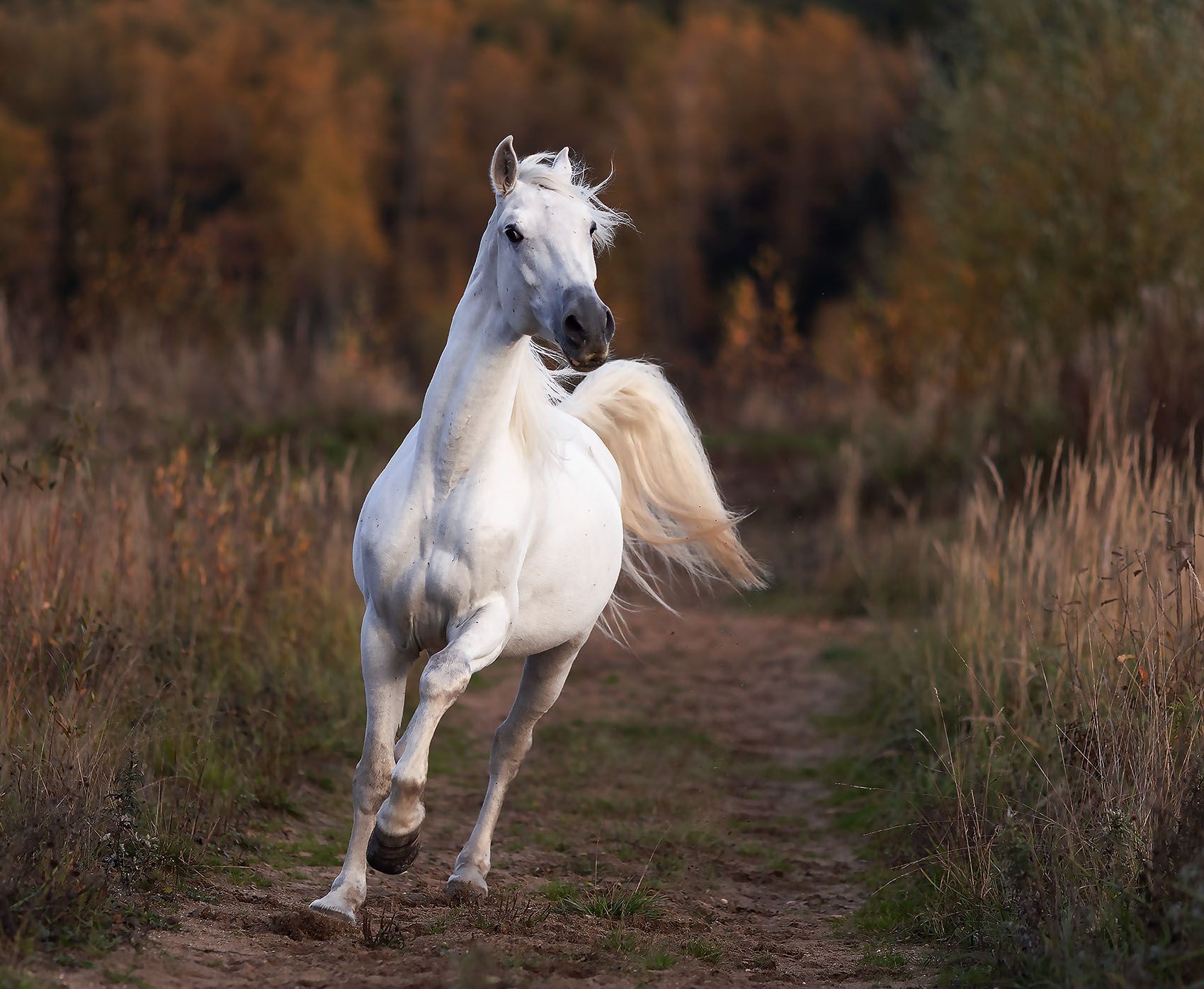 лошадь,рысак, белогривый, красавец, осень, природа, horse, beautiful, movement, autumn, nature, Yulia Stukalova