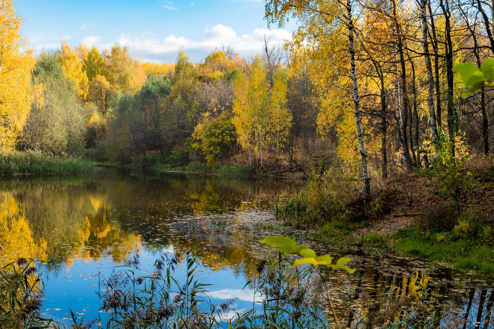 озеро, осень, тишина, покой, пейзаж, березки, Юрий Морозов