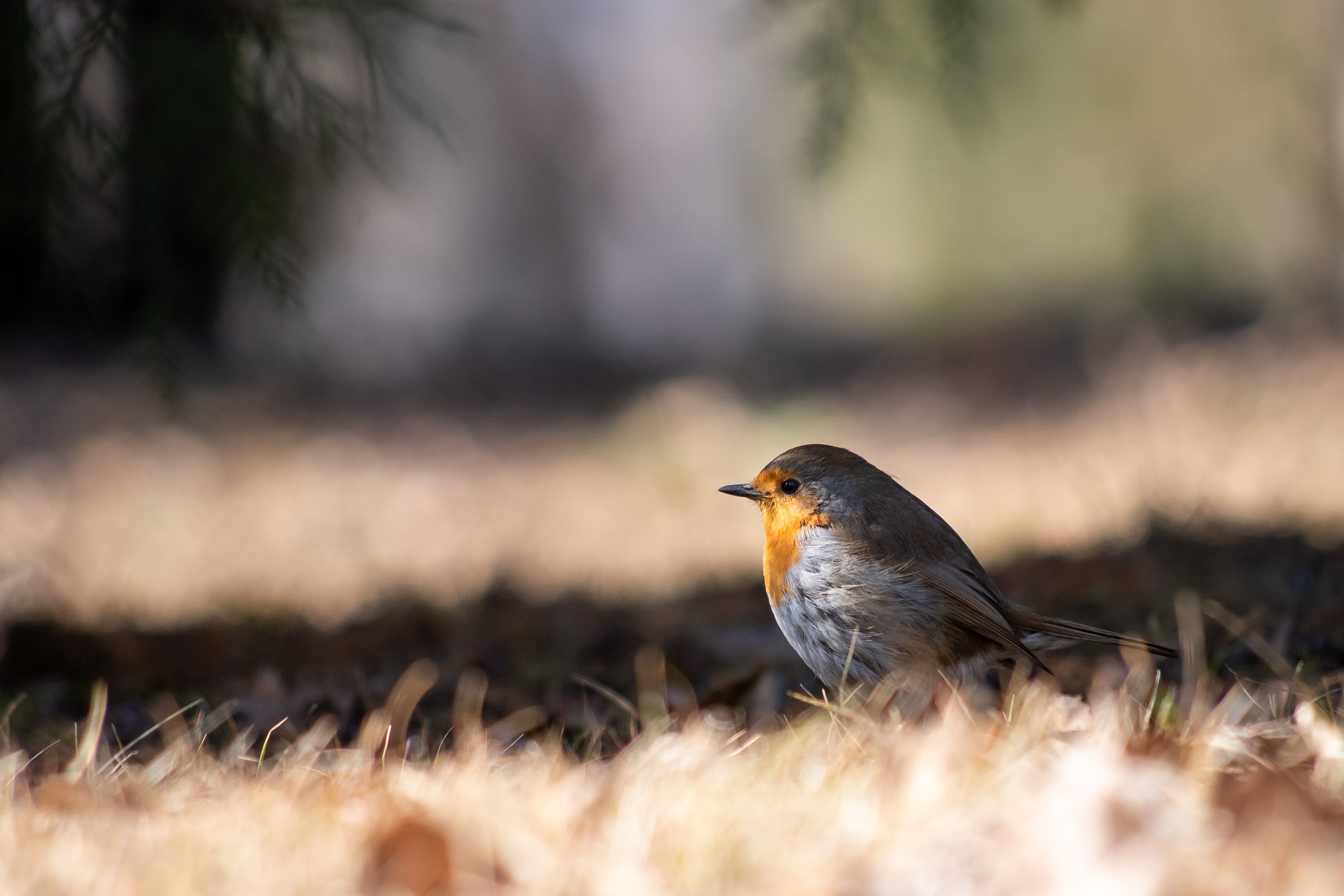 Erithacus rubecula, volgograd, russia, wildlife, birdswatching, , Сторчилов Павел