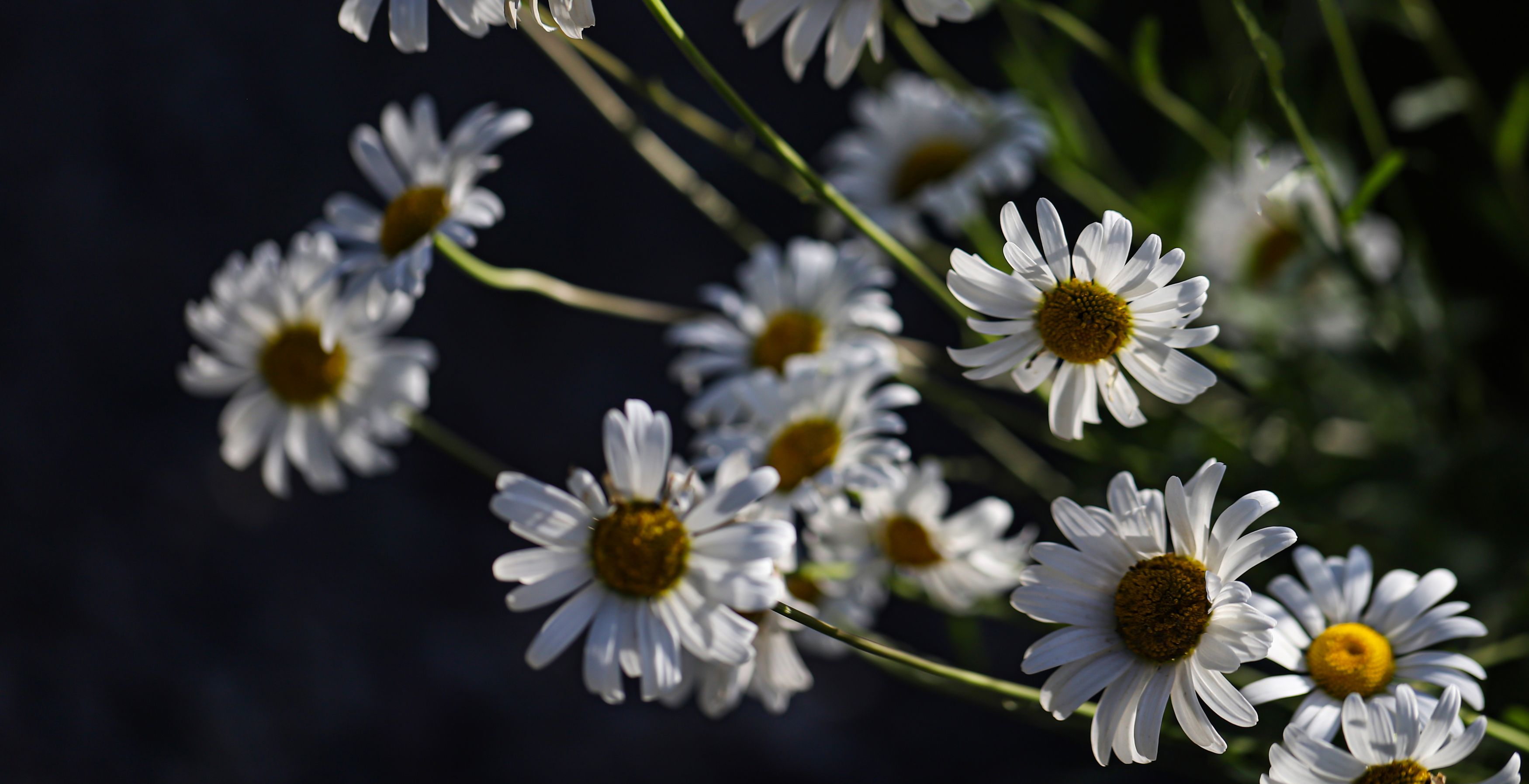 white daisies,  black, background,makro, nature, close-up, plants, flowers, DZINTRA REGINA JANSONE