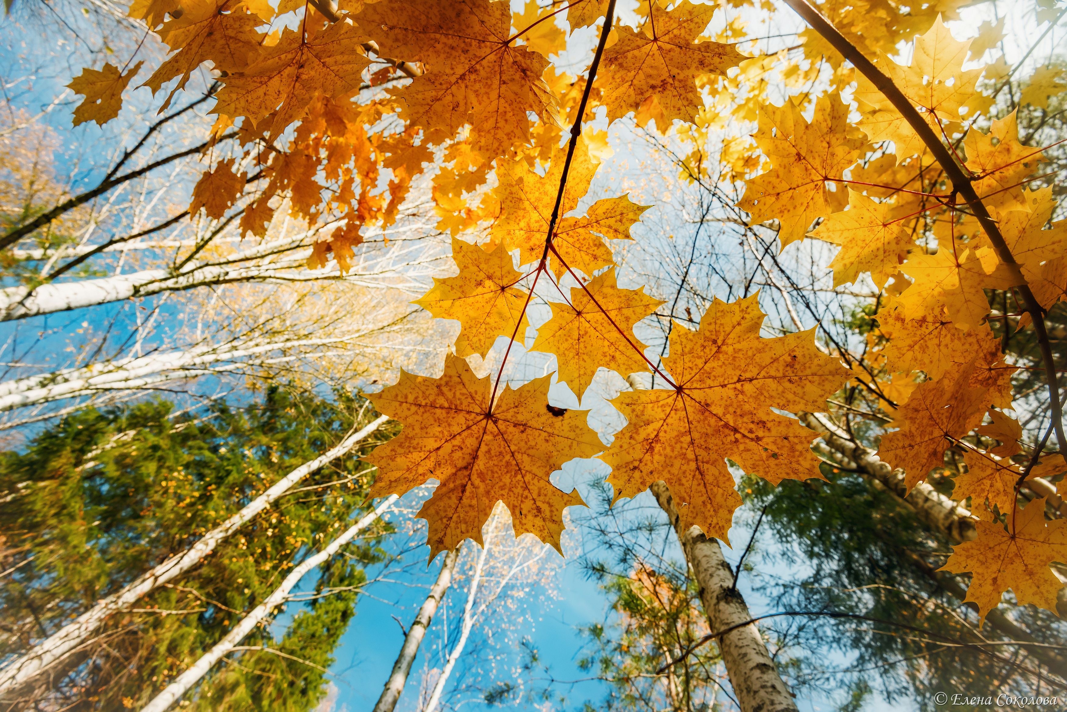 листья, клен, осень, осенний пейзаж, желтые листья, Соколова Елена
