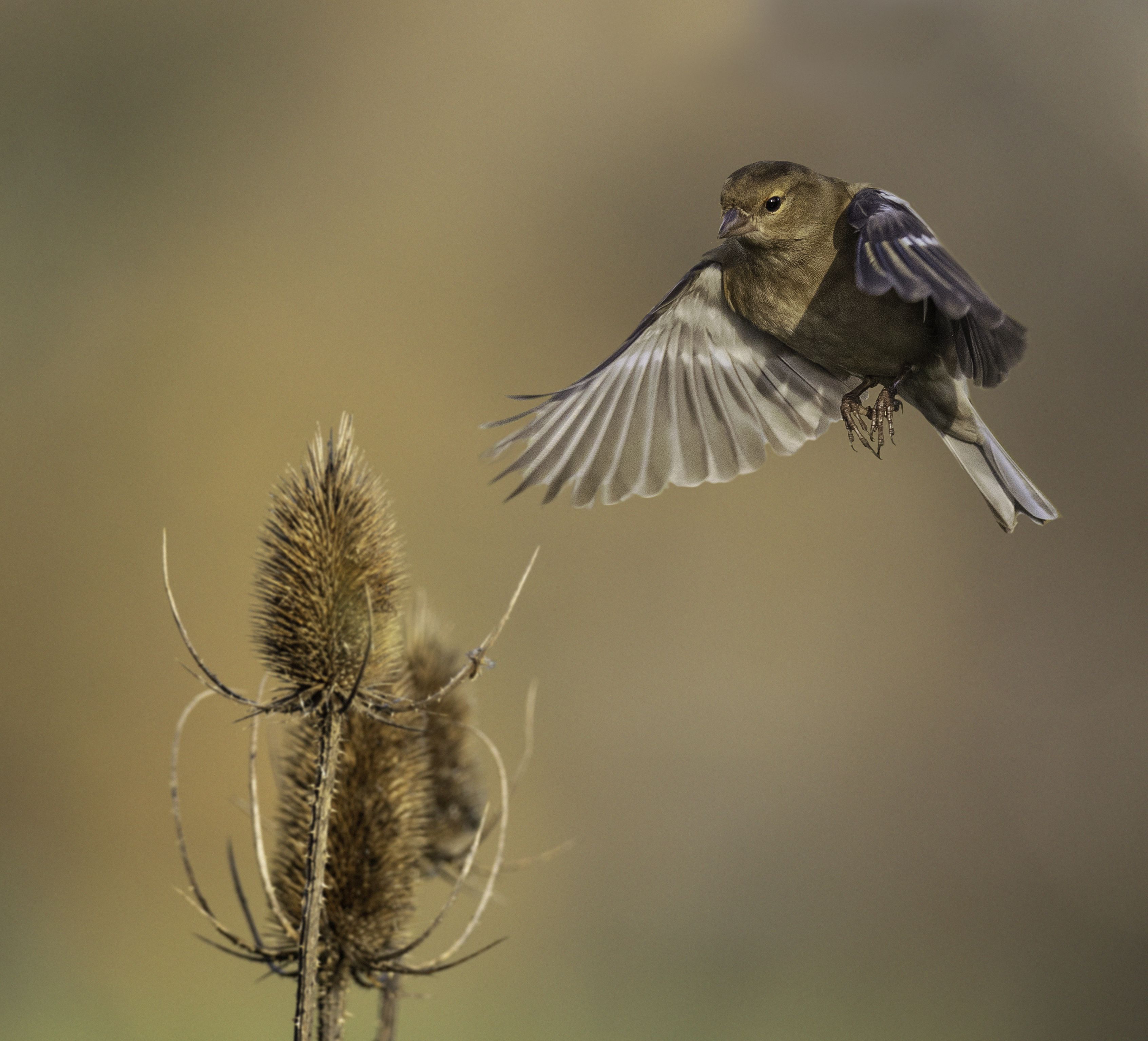 bird, nature, flight, bird in flight, Chaffinch, female chaffinch,, Eddie Leach