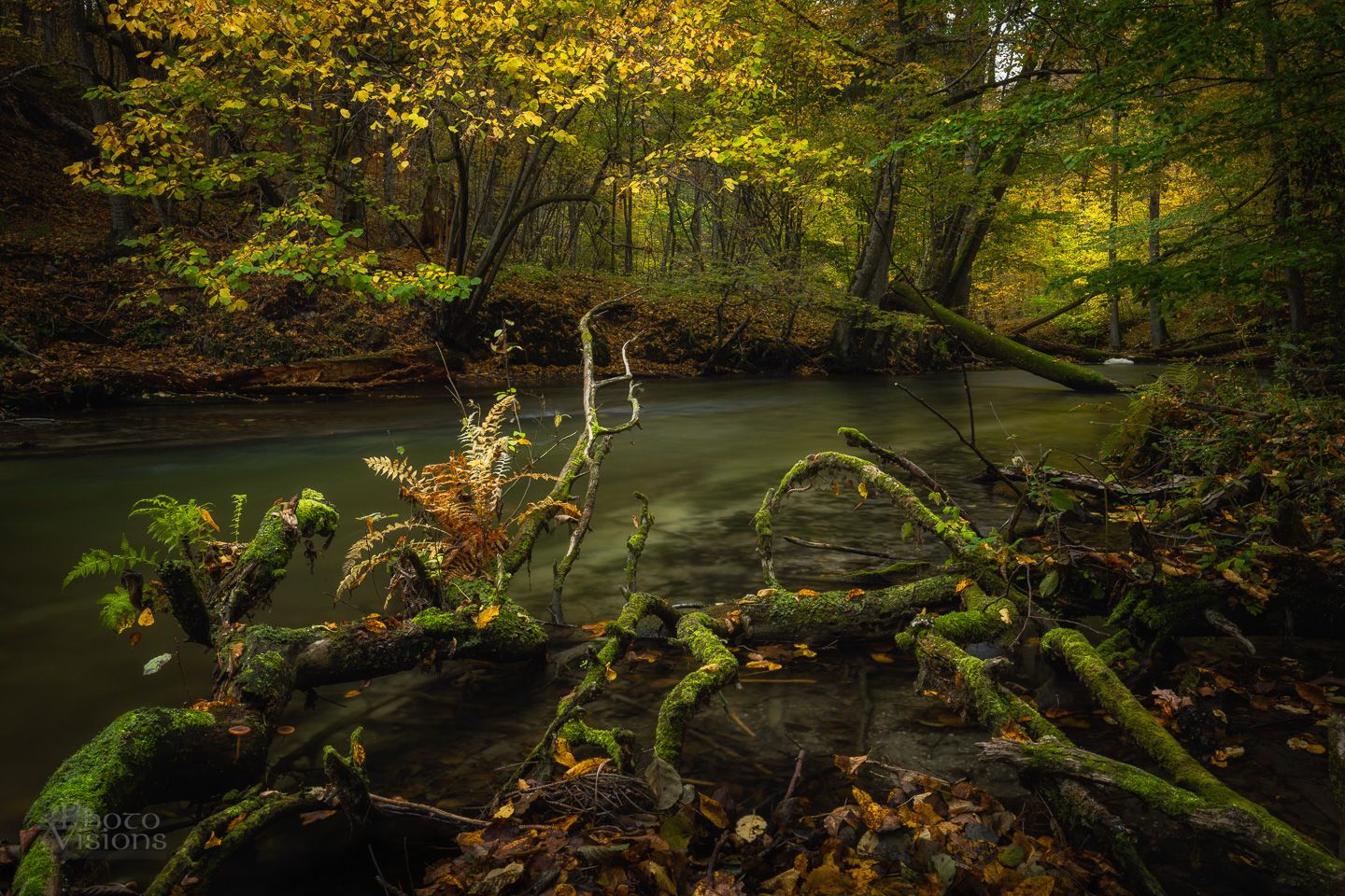 river,woodland,woods,forest,poland,water,autumn,autumnal, Photo Visions